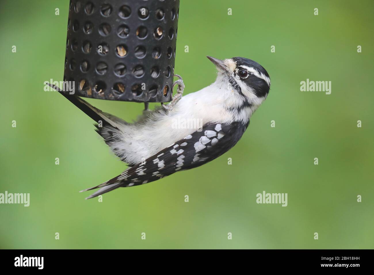 Flauschspecht (Dryobates pubescens, Picoides pubescens), Weibchen am Vogelfutterhäuschen, Kanada, Ontario, Long Point Park Stockfoto