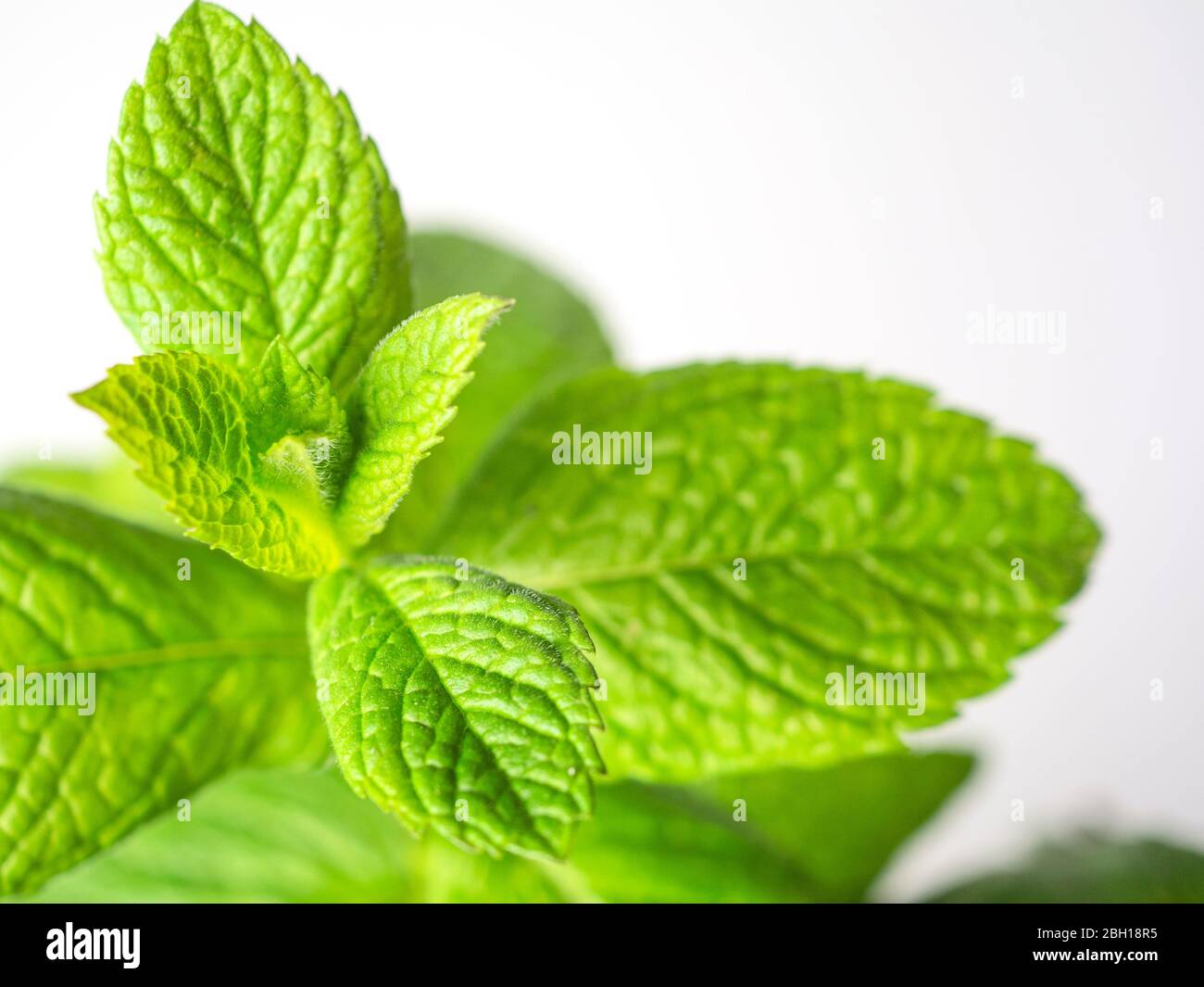 Spearmint Blätter vor einem weißen Hintergrund Stockfoto