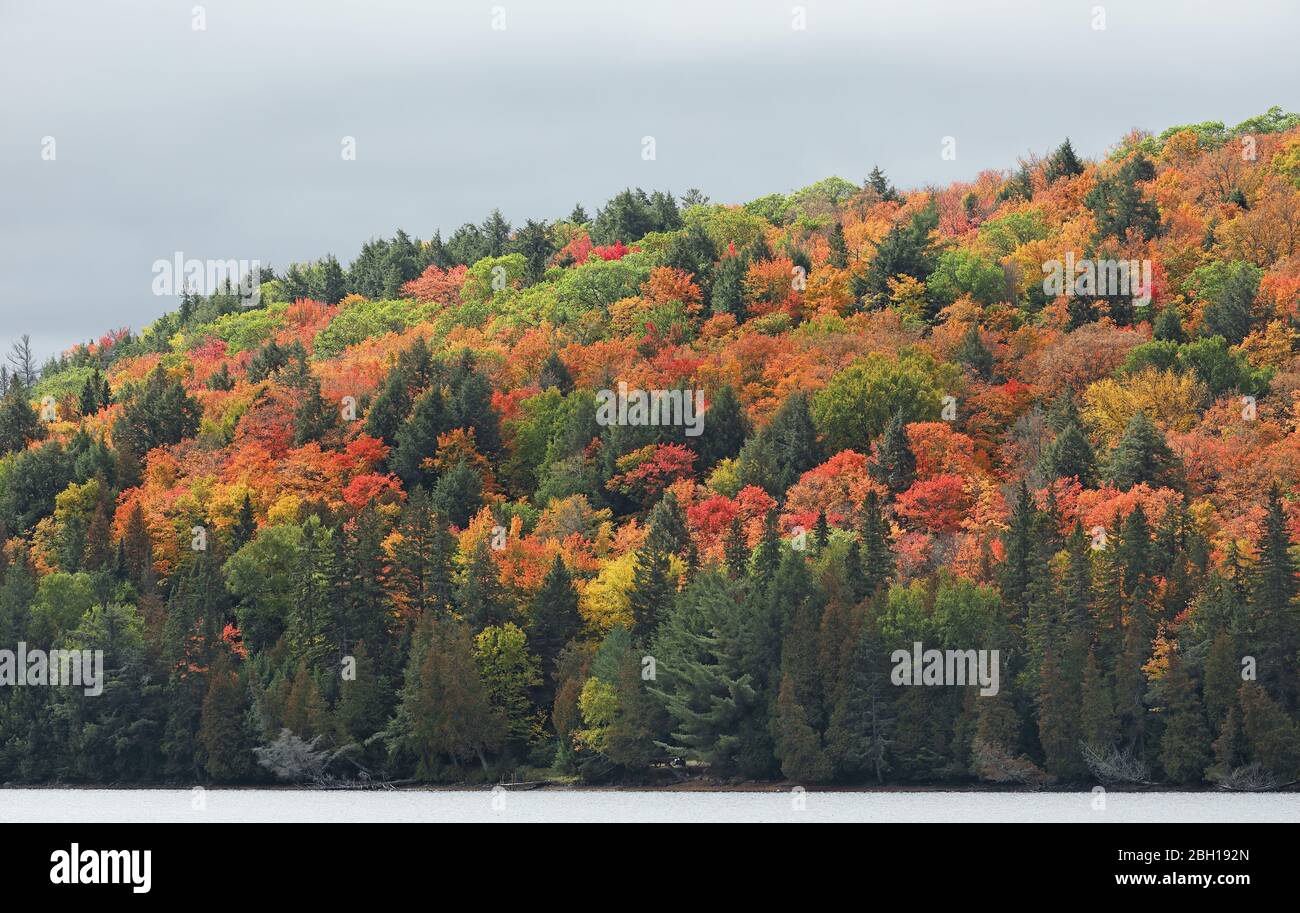 Färbung der Blätter im Herbst am Rock Lake, Kanada, Ontario, Algonquin Provincial Park Stockfoto