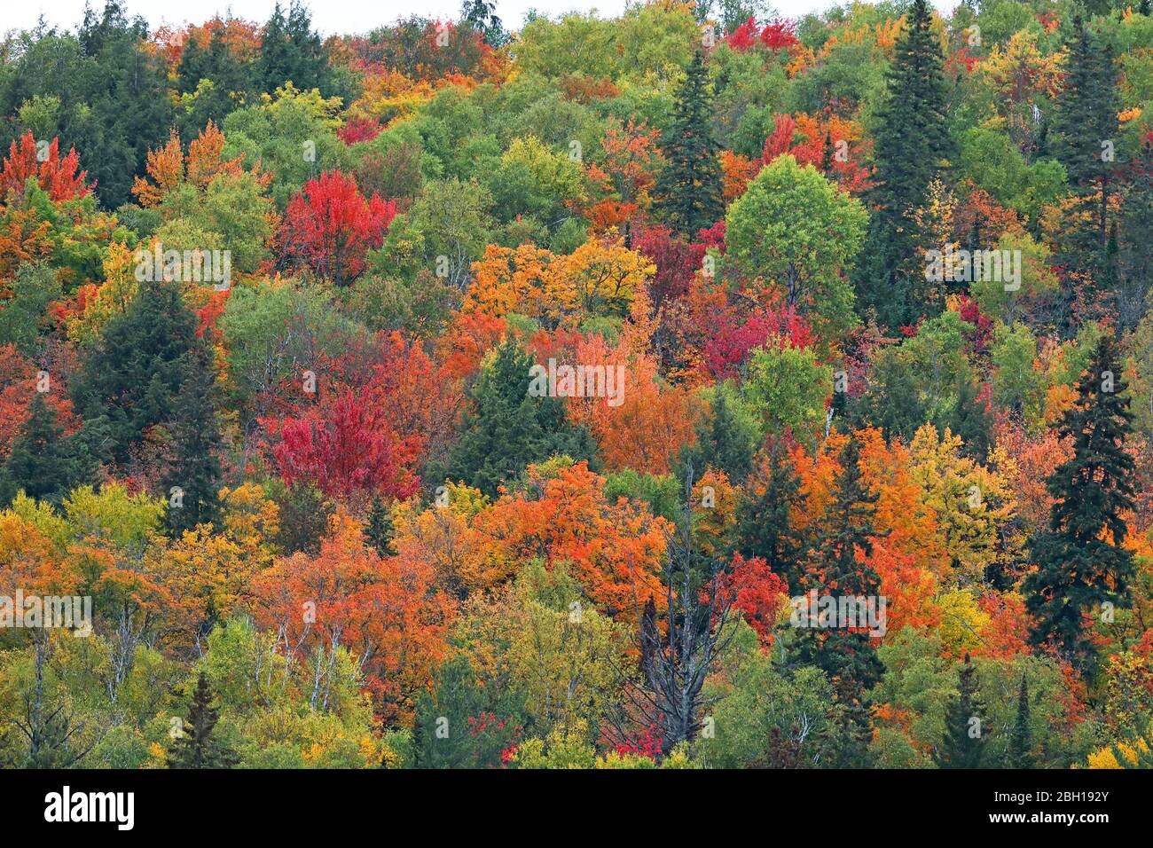 Färbung der Blätter im Herbst am Opeongo Lake, Kanada, Ontario, Algonquin Provincial Park Stockfoto