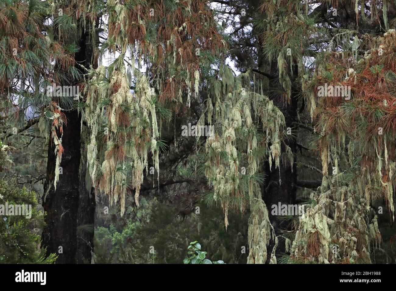 Alter Mann Bart (Usnea spec.), Baumstoß auf Kanarischen Kiefern im Nebelwald, Kanarische Inseln, Teneriffa Stockfoto