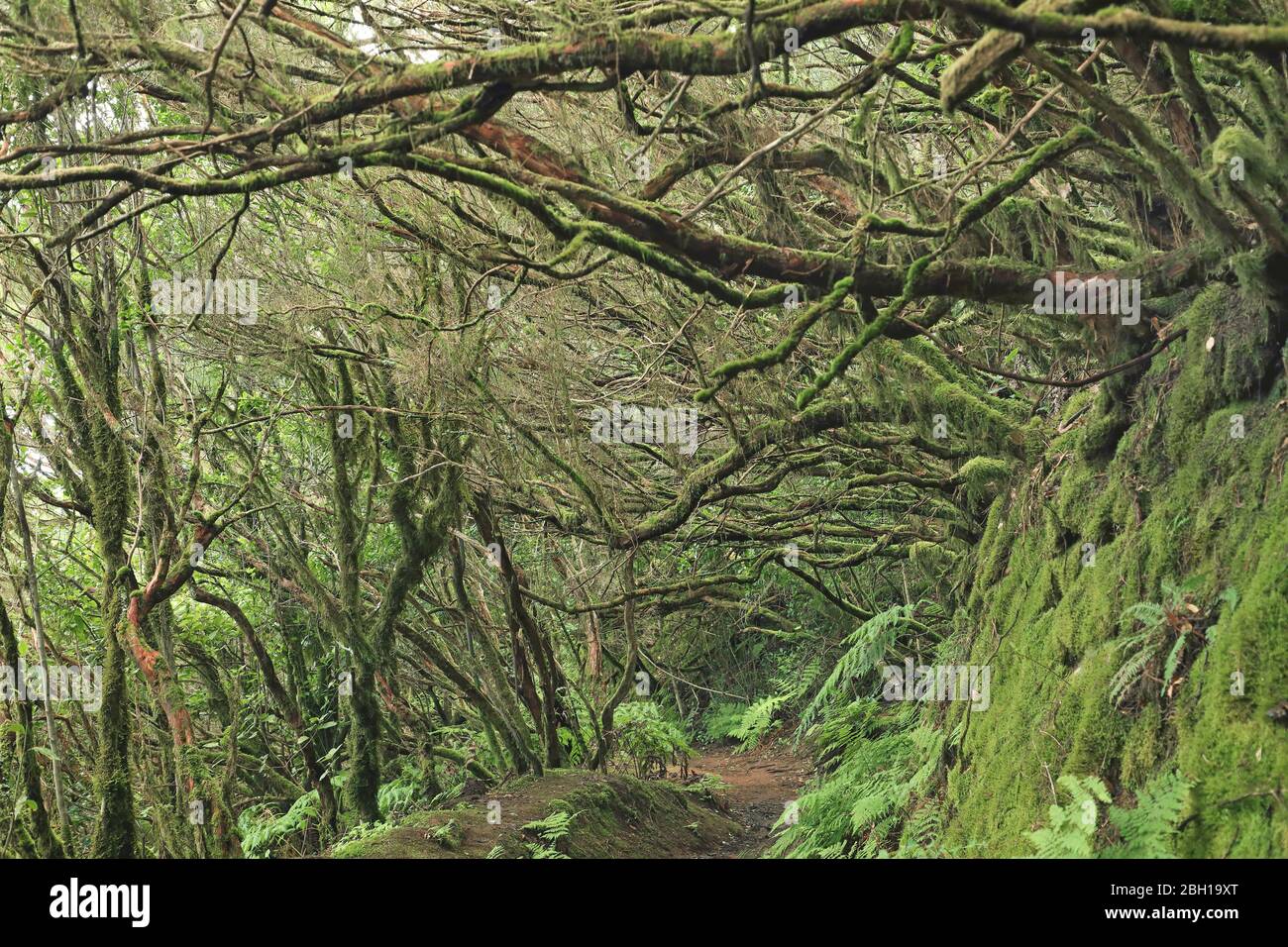 Lorbeer, Lorbeer, Lorbeer, Lorbeer, Lorbeer (Laurus azorica, Laurus canariensis), Lorbeer mit Baumheide in den Anaga-Bergen, Kanarische Inseln, Teneriffa, Anaga Stockfoto