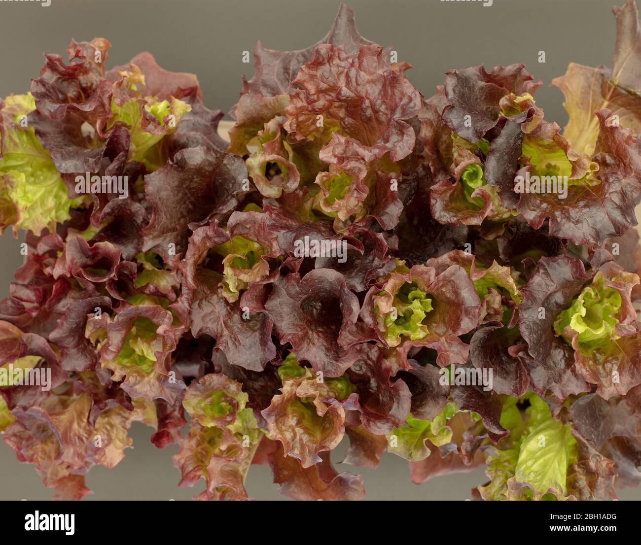 Lolla Rosso Salat Sämlinge von oben auf einem Pfropfpflanzenbehälter gesehen Stockfoto