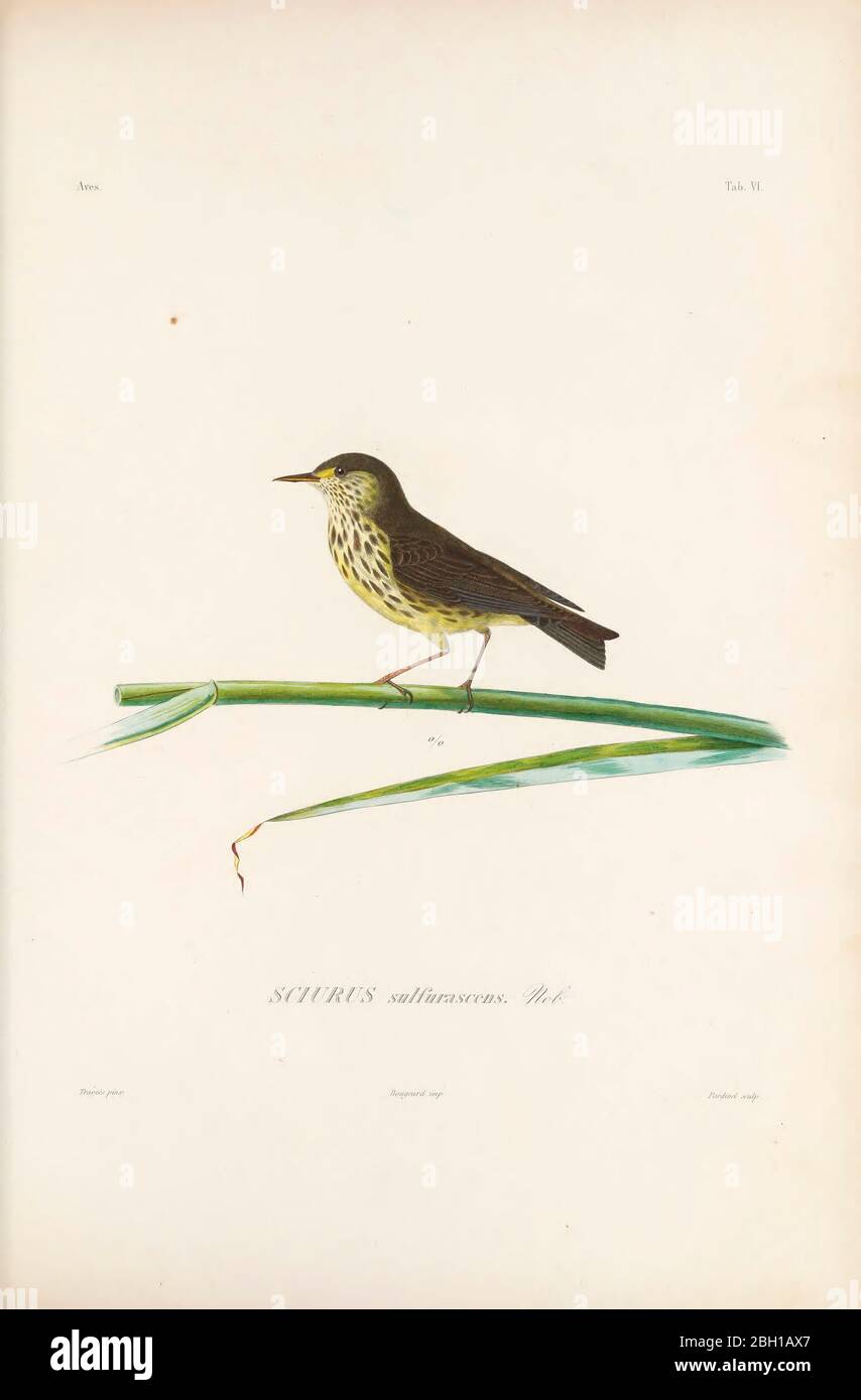 die nördliche Wasserdrossel (Parkesia noveboracensis [hier als Sciurus sulfurascens]) ist einer der größeren New World-Warbler und einer der Nearctic-Neotropical Zugvögel. Es brütet im nördlichen Teil Nordamerikas in Kanada und den nördlichen Vereinigten Staaten einschließlich Alaska. Dieser Vogel ist Zugvogel und überwintert in Mittelamerika, Westindien und Florida, sowie in Venezuela, Kolumbien und Ecuador. Aus dem Buch Histoire physique, politique et naturelle de l'ile de Cuba [physische, politische und natürliche Geschichte der Insel Kuba] von Sagra, Ramón de la, 1798-1871; Orbigny, Alcide Stockfoto