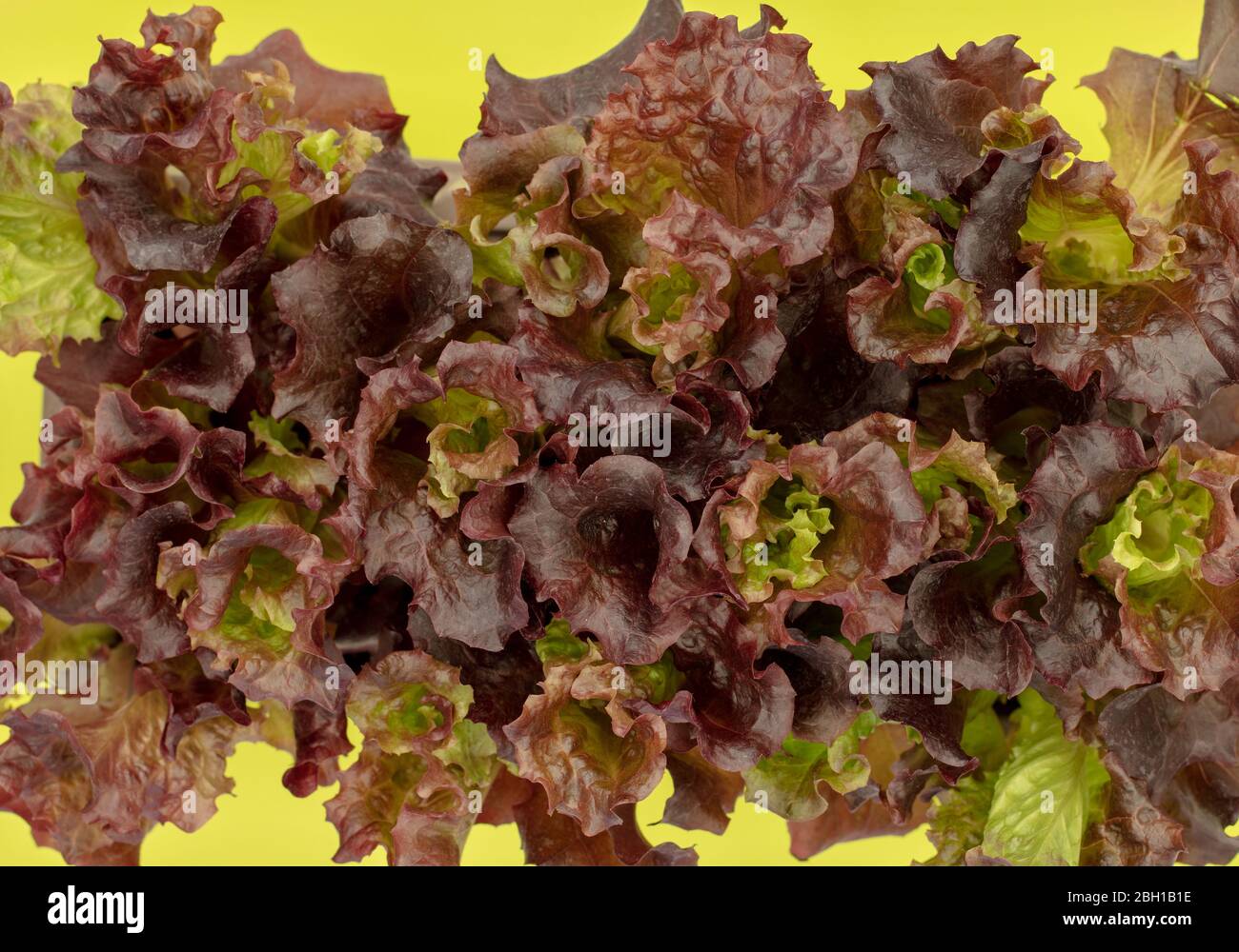 Lolla Rosso Salat Sämlinge von oben auf einem Pfropfpflanzenbehälter gesehen Stockfoto