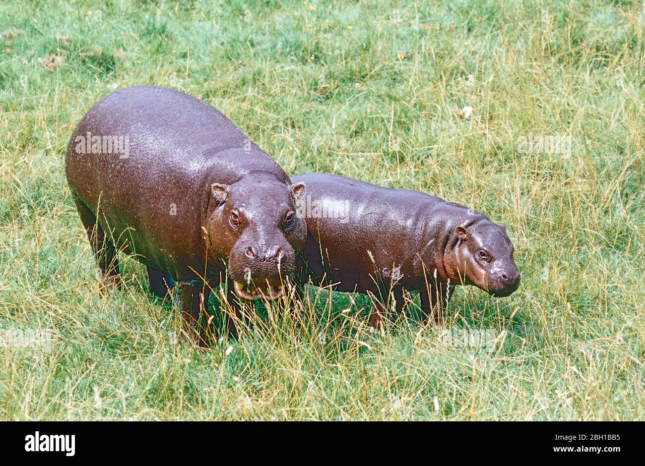 Pygmäer Hippopotamus mit Kalb. (Choeropsis liberiensis). Aus Westafrika. Stockfoto