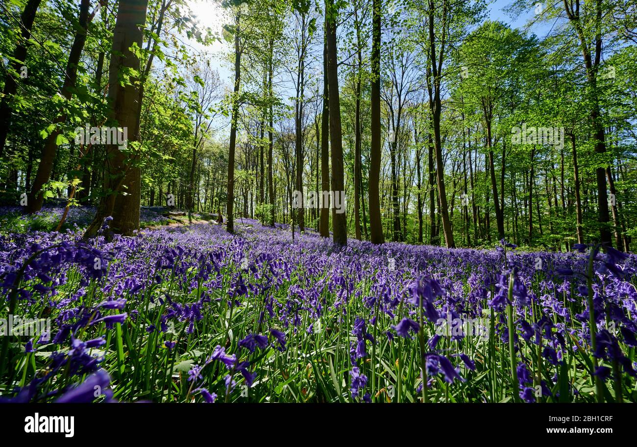 Bluebell Holz, Bluebells (Hyacinthoides non-scripta) bei Hueckelhoven, Heinsberg, Nordrhein-Westfalen, Deutschland Stockfoto