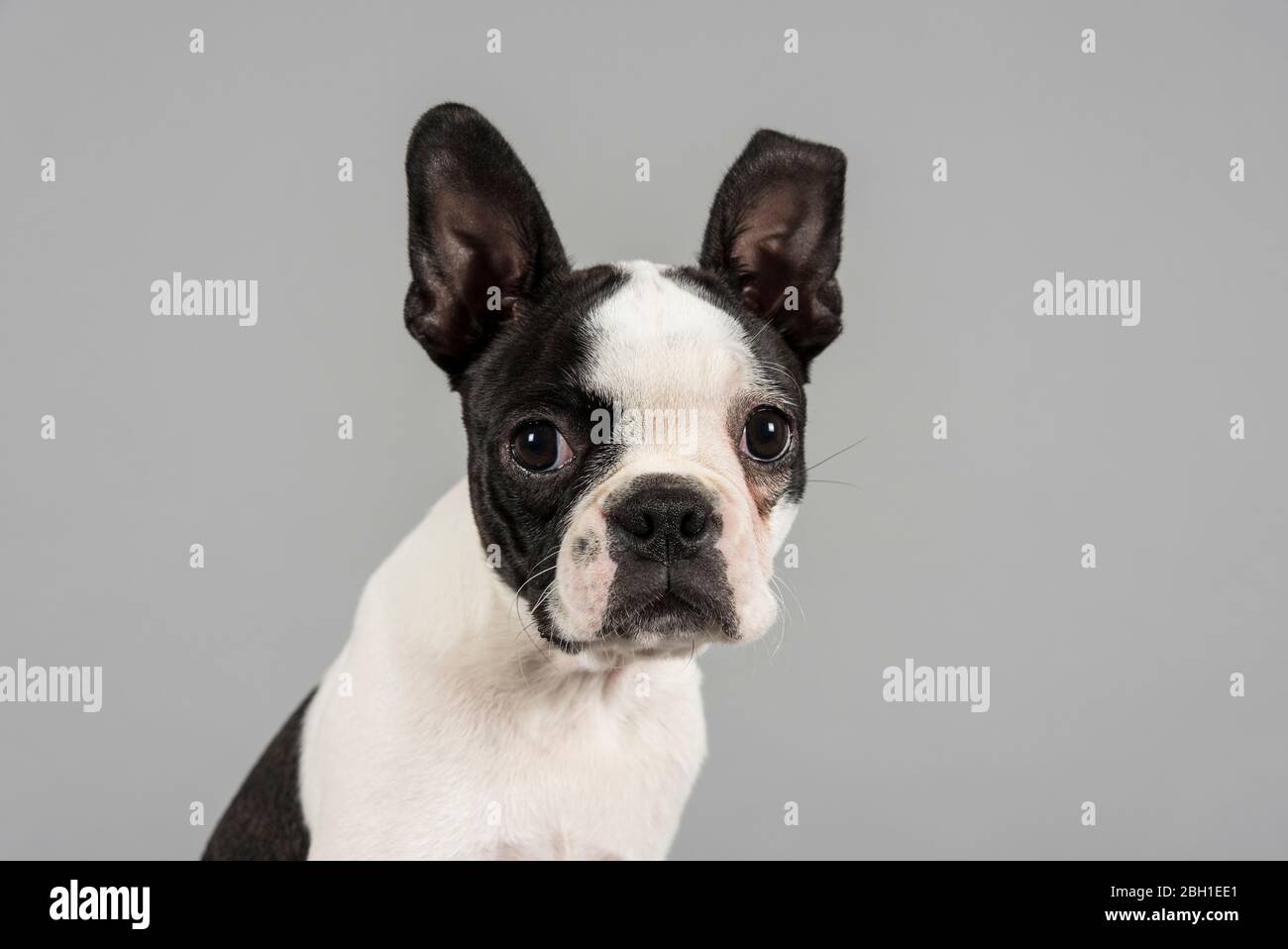 Boston Terrier Puppy (weiblich, 14 Wochen alt), Großbritannien. Stockfoto