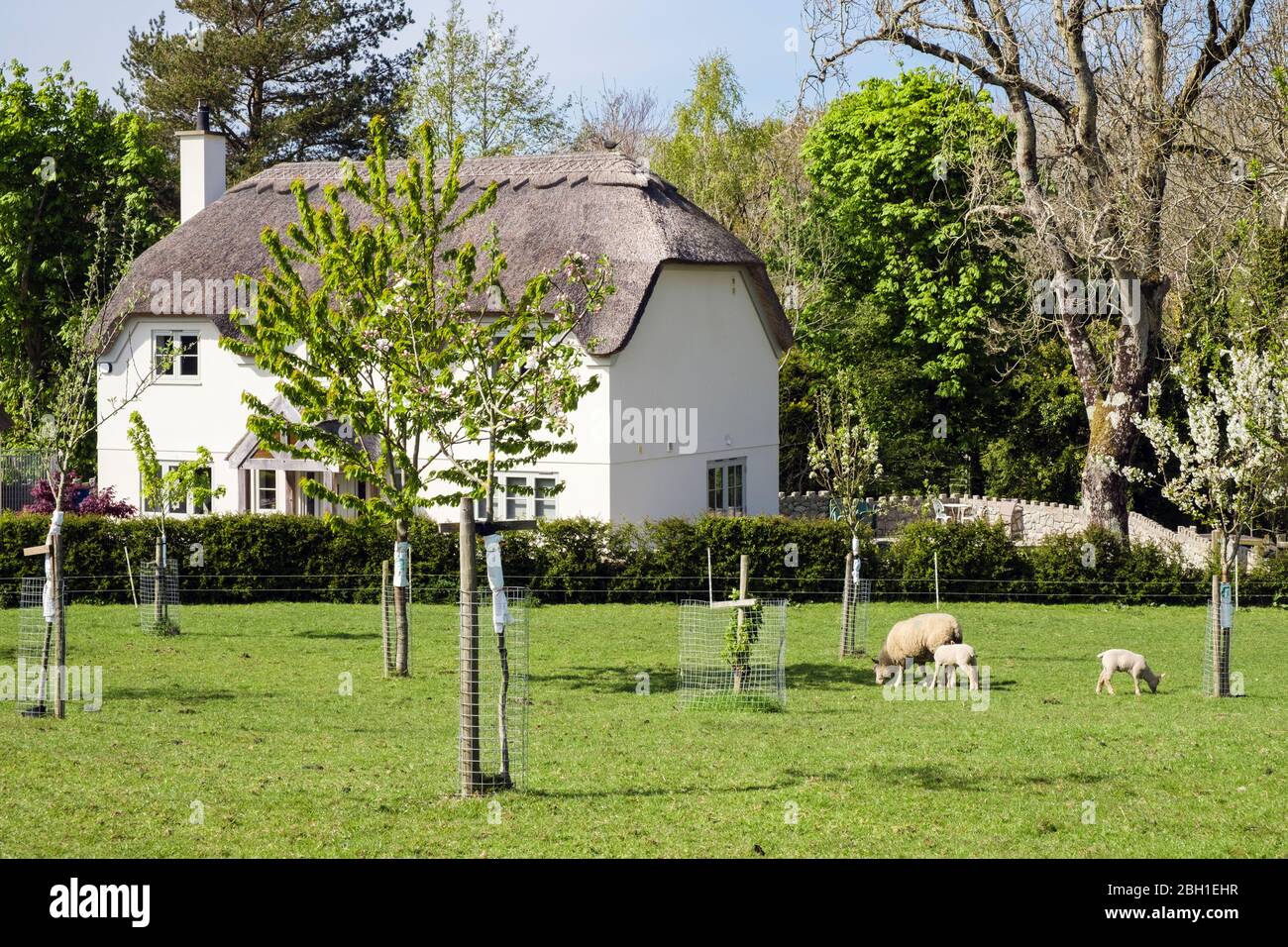 Strohgedeckte Landhaus mit Schafen und Lämmern in ländlicher Umgebung. Benllech, Isle of Anglesey, Wales, Großbritannien Stockfoto
