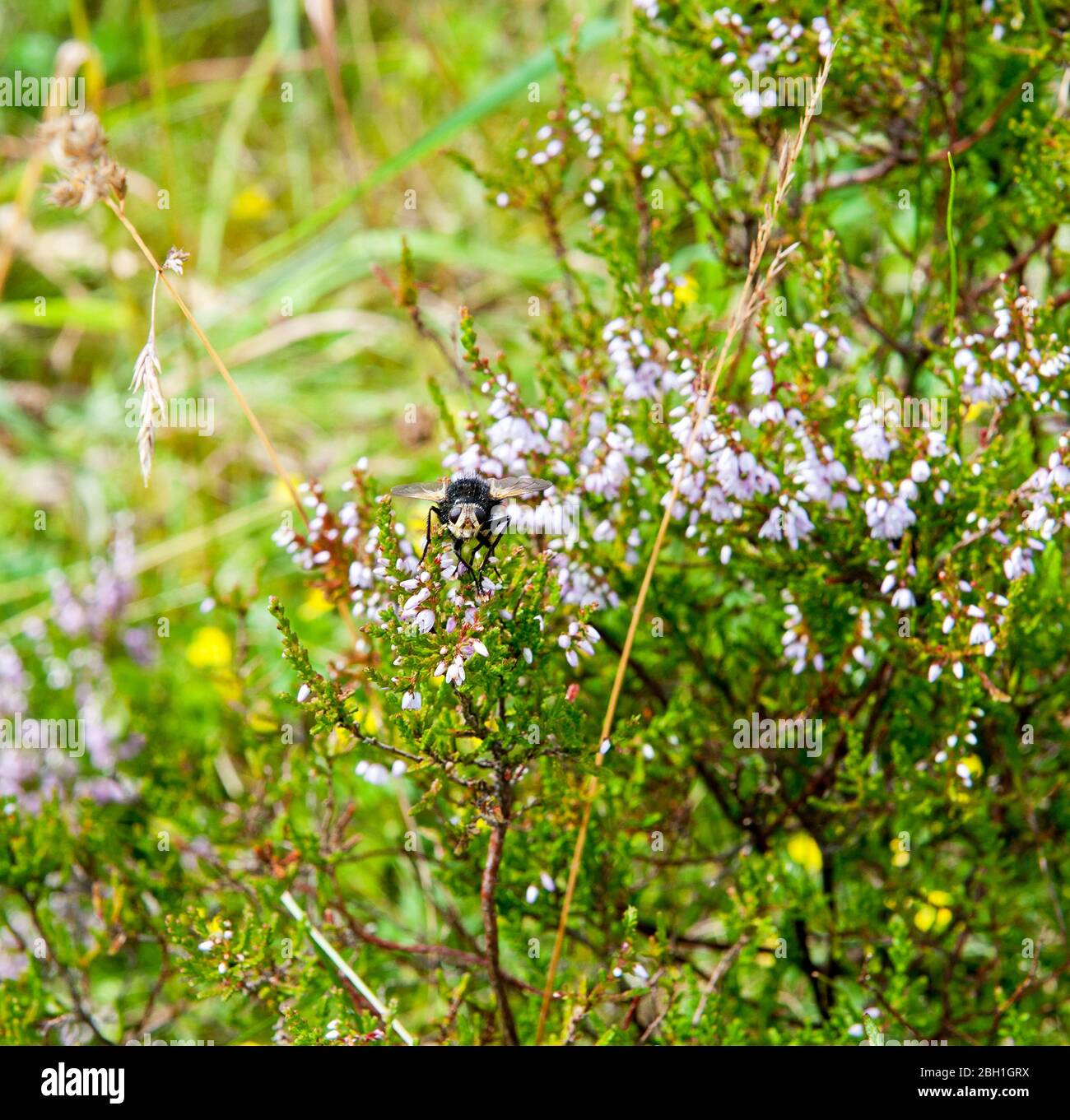 Insekt auf der Oberseite der lila Blüten Heidekraut Stockfoto