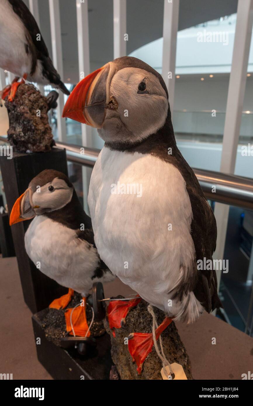 Ein gefüllter Papageientaucher (Taxidermy, kein weiches Spielzeug), isländische Geschenke zum Verkauf im Museumsshop, Perlan ("die Perle") in Reykjavik, Island. Stockfoto