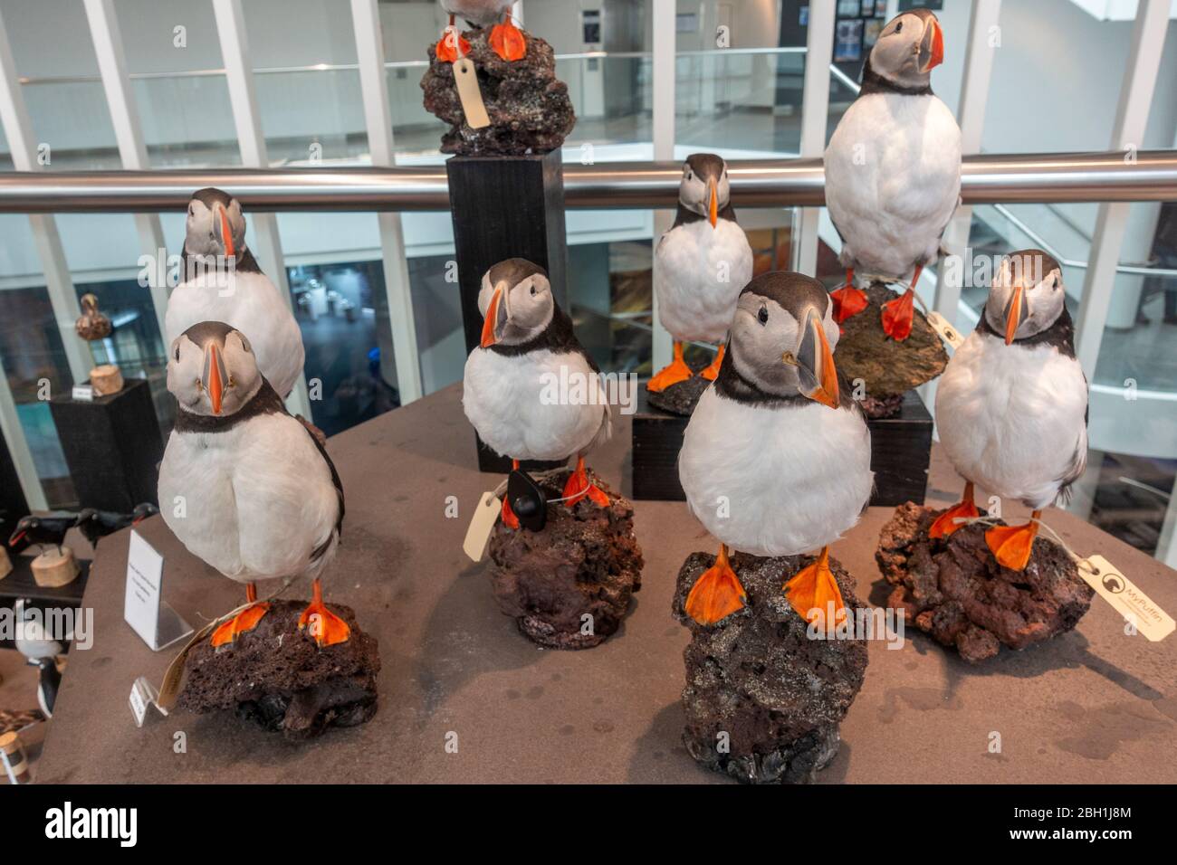 Gefüllte Papageientaucher (Taxidermie, kein weiches Spielzeug), isländische Geschenke zum Verkauf im Museumsshop, Perlan ("die Perle") in Reykjavik, Island. Stockfoto