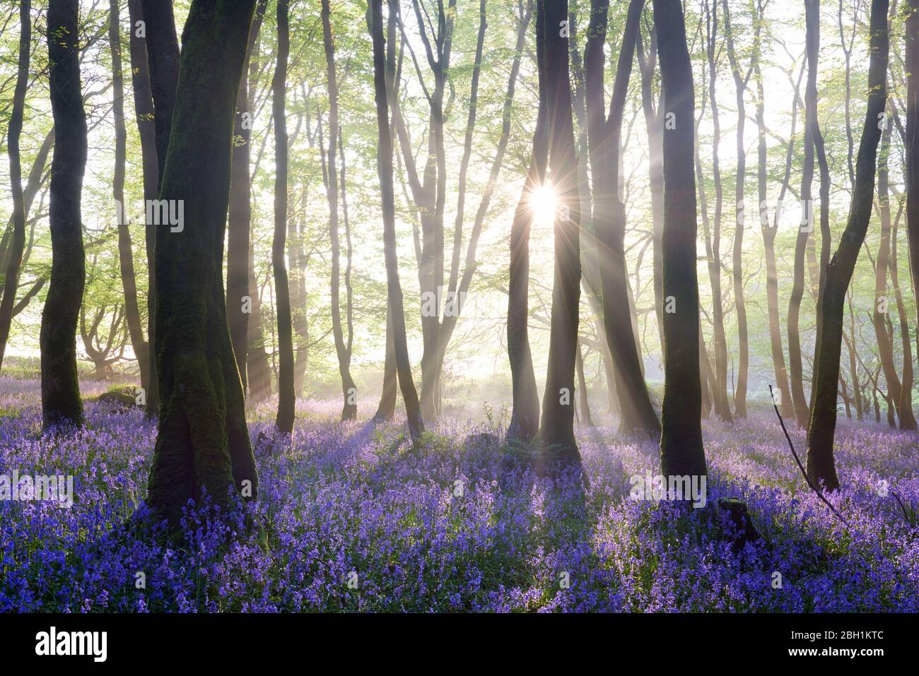 Sonnenbeschienenen Bluebell Woodland, Cornwall Stockfoto