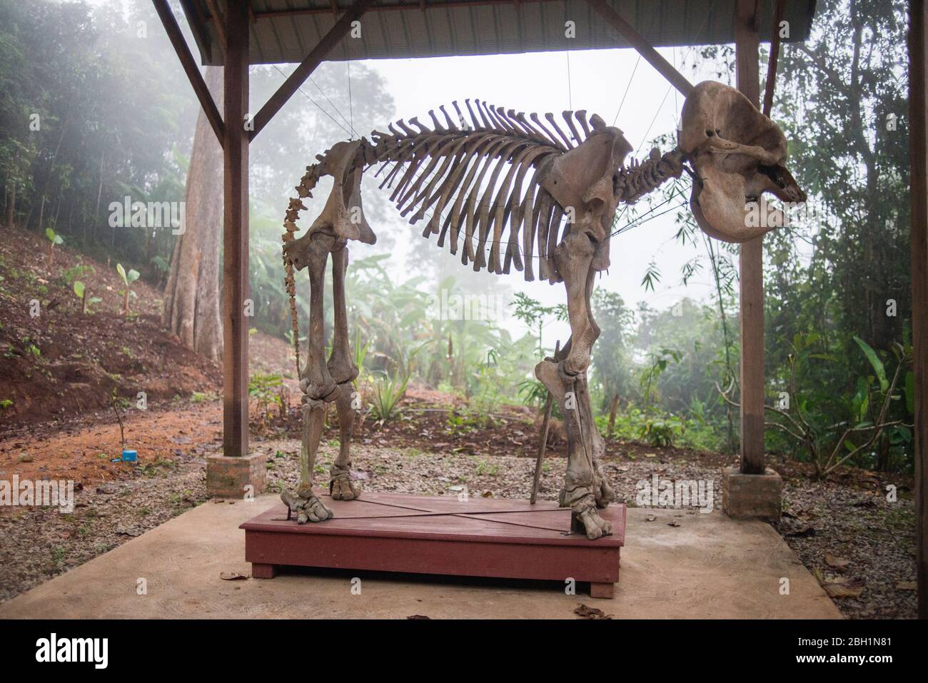 Das Skelett eines Elefanten in der Nähe des Krankenhauses im Elephant Conservation Centre, Sayaboury, Laos. Das Elephant Conservation Centre ist die einzige Organisation in Laos, die sich für die Erhaltung der Bevölkerung und die Zucht von Elefanten interessiert. Sie haben das einzige Elefantenkrankenhaus und Forschungslabor in Laos. Das Zentrum wurde 2011 gegründet und jetzt schützt das Team 29 Elefanten, die in der Holzeinschlag-Industrie oder Massentourismus gearbeitet hatten, und 530 Hektar Wald rund um den Nam Tien See in Sayaboury. Stockfoto