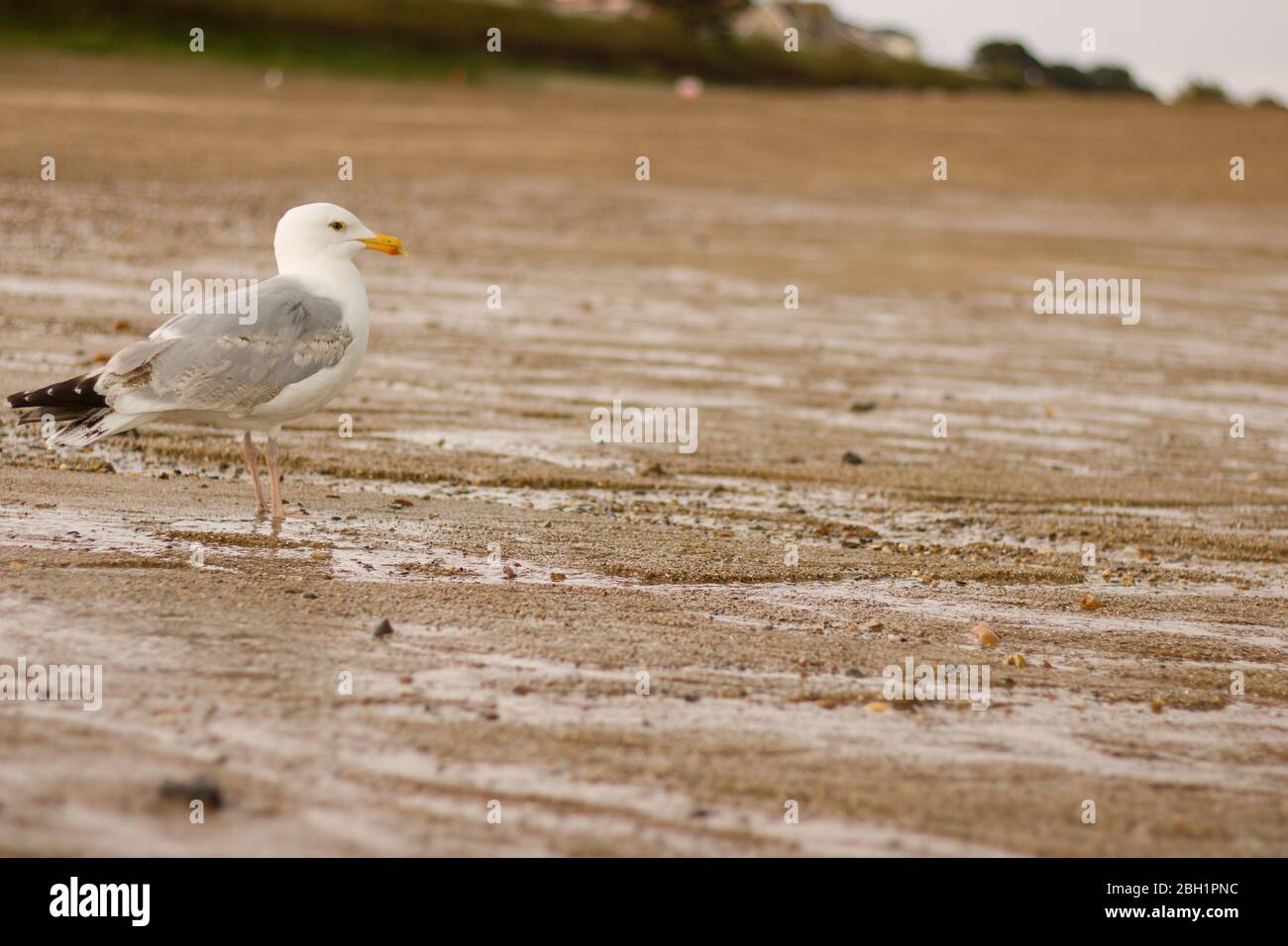 Wilde Möwe am Strand in Großbritannien Stockfoto