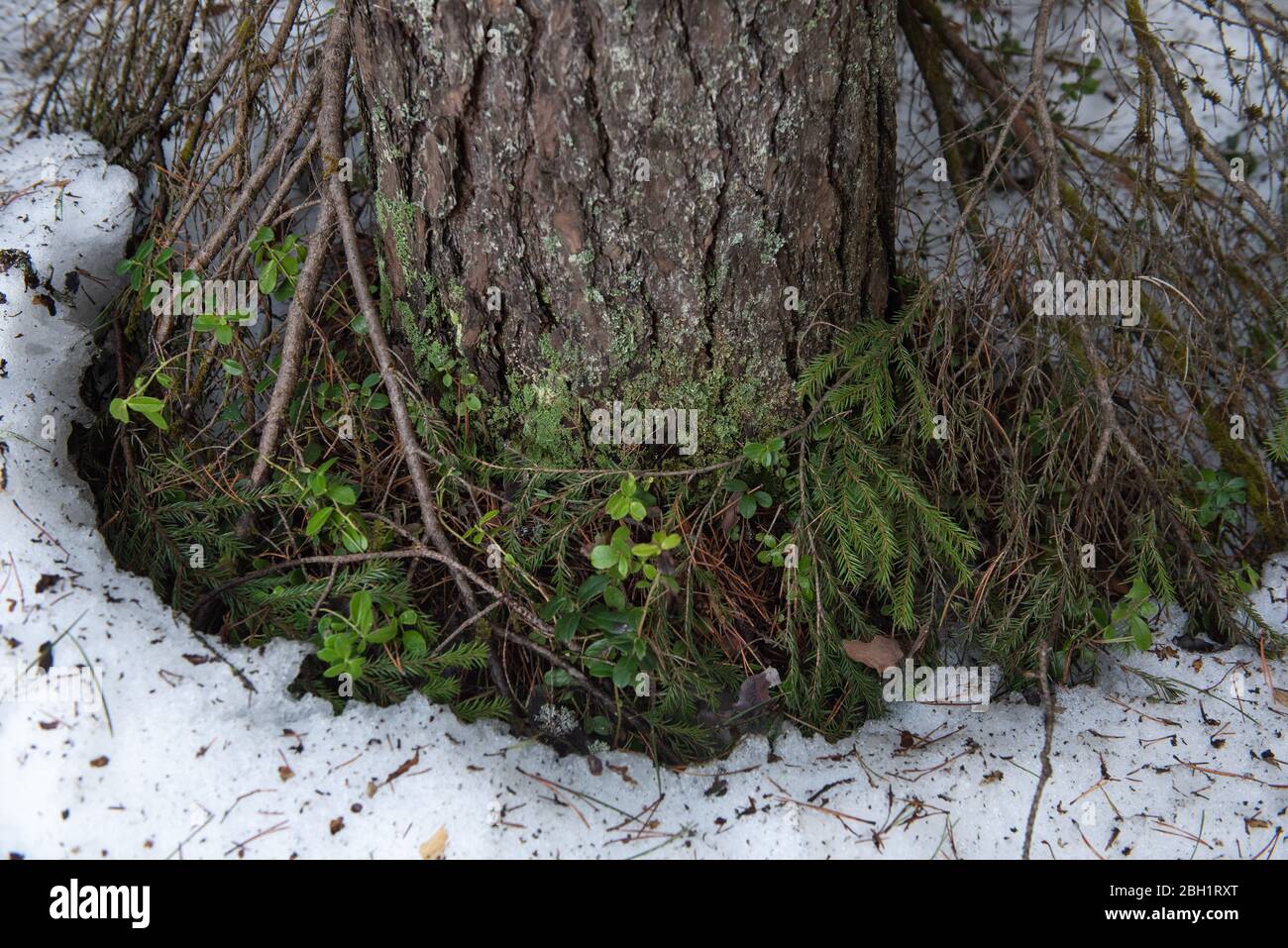 Makrofotografie. Die Rinde des Baumes, der mit Moos und Flechten überwuchert ist. Stockfoto