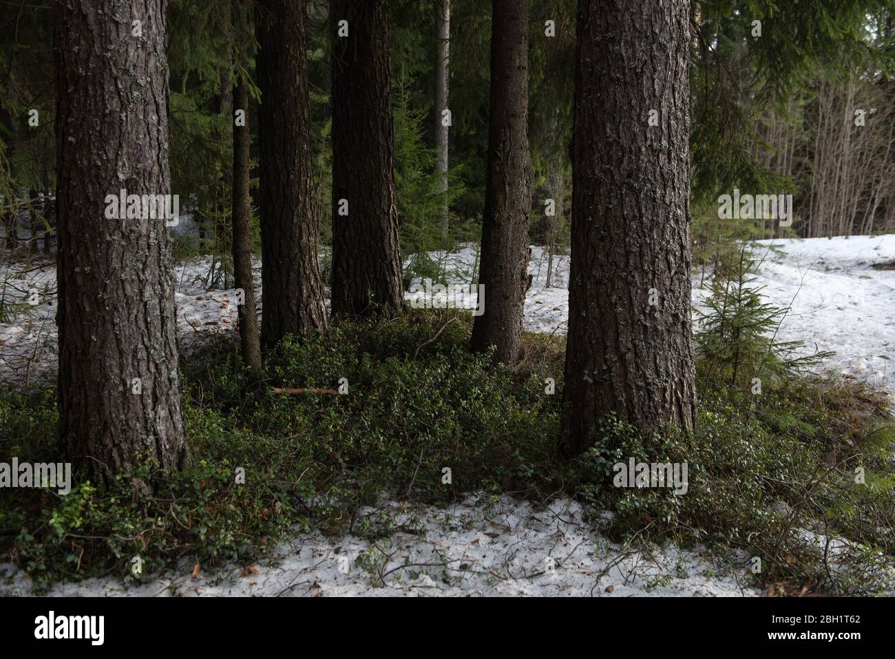 Taiga Forest an einem sonnigen Frühlingstag. Aufgetaut patch mit Büschen von Cranberries. Stockfoto