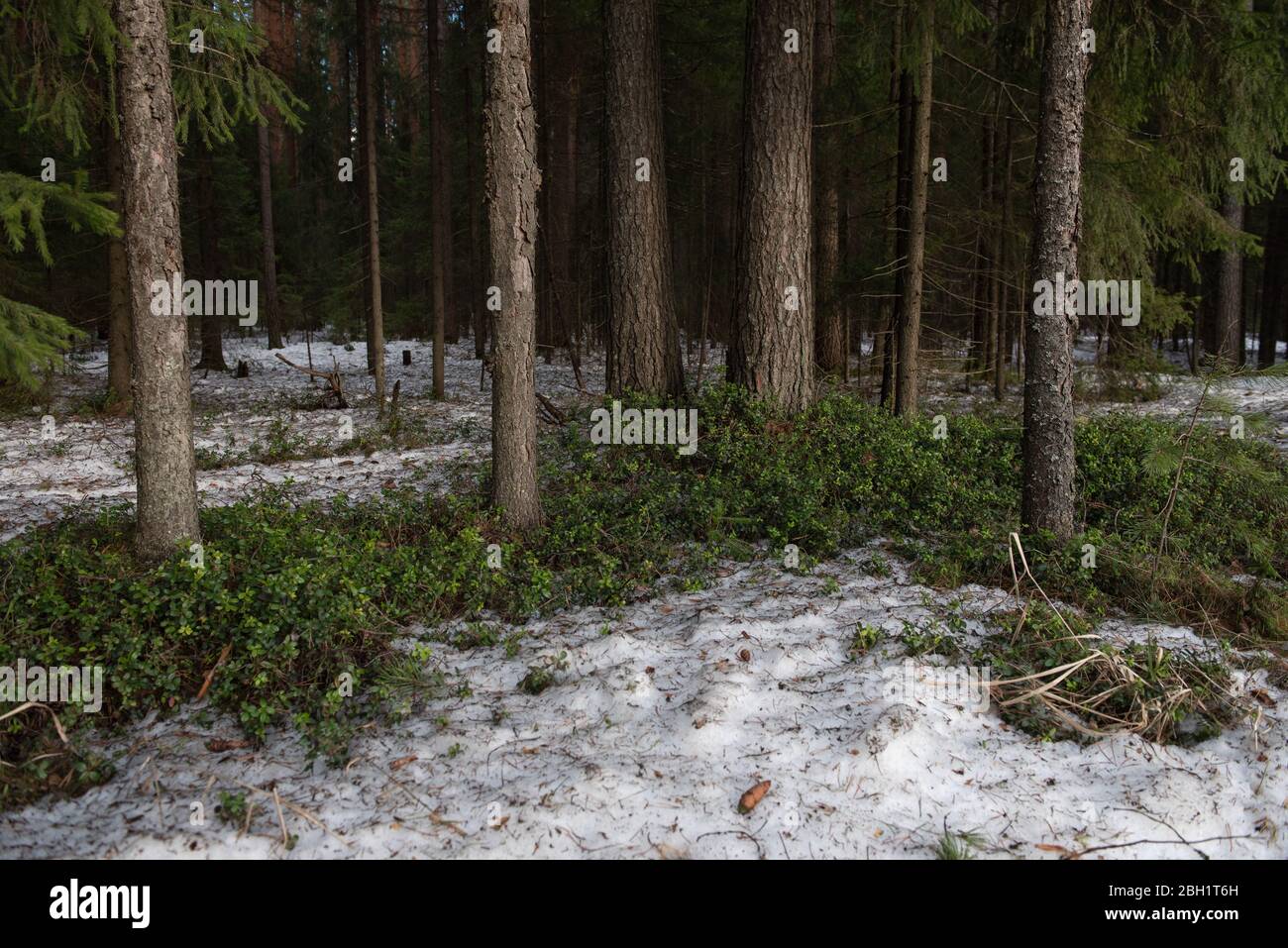 Taiga Forest an einem sonnigen Frühlingstag. Aufgetaut patch mit Büschen von Cranberries. Stockfoto