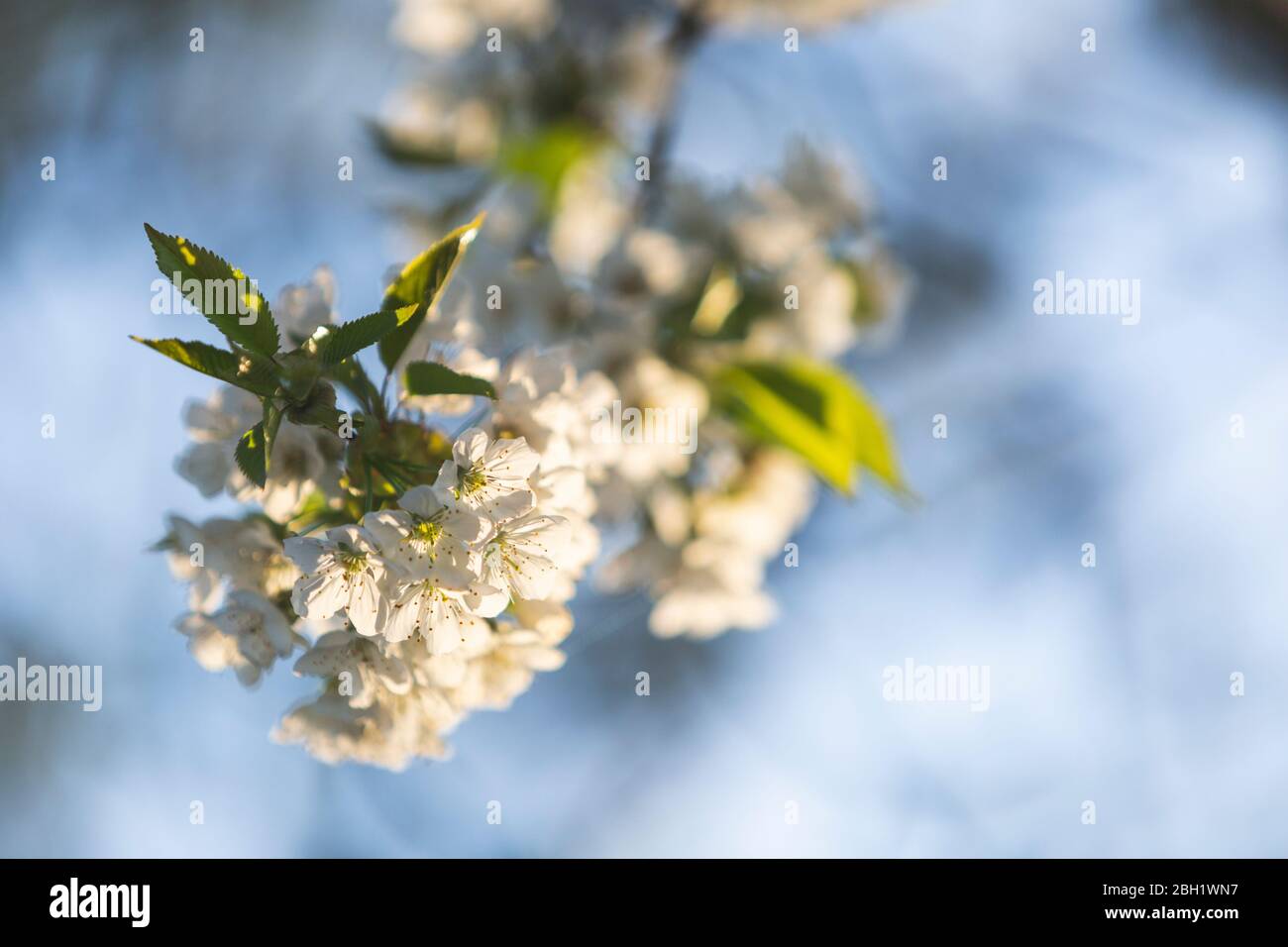 Weiße Kirschblüte Zweig im Frühjahr Stockfoto
