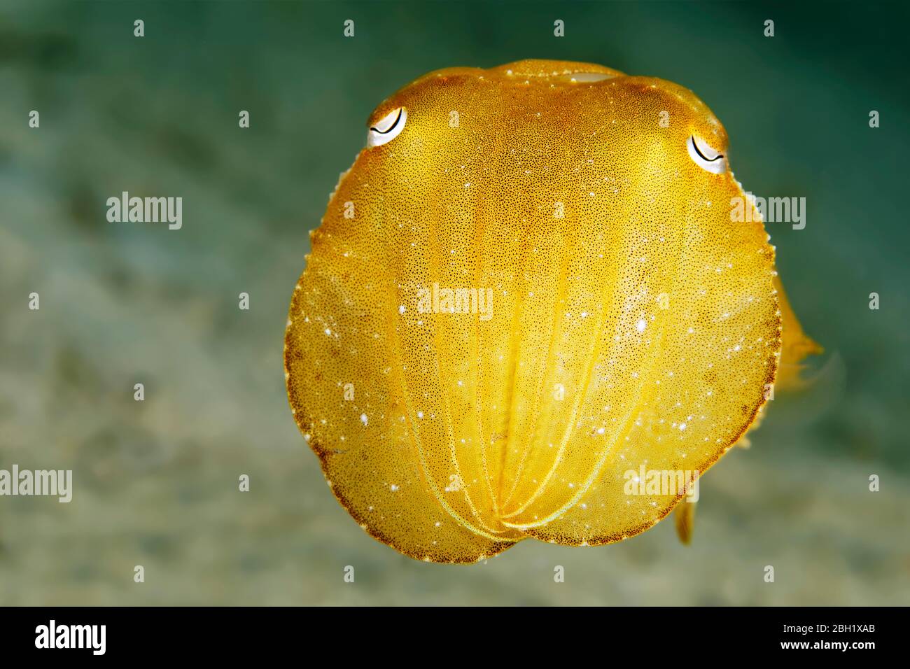 Broadclub Tintenfisch (Sepia latimanus), juvenil, frontal, Pazifik, Sulu Lake, Tubbataha Reef National Marine Park, Palawan Province, Philippinen Stockfoto