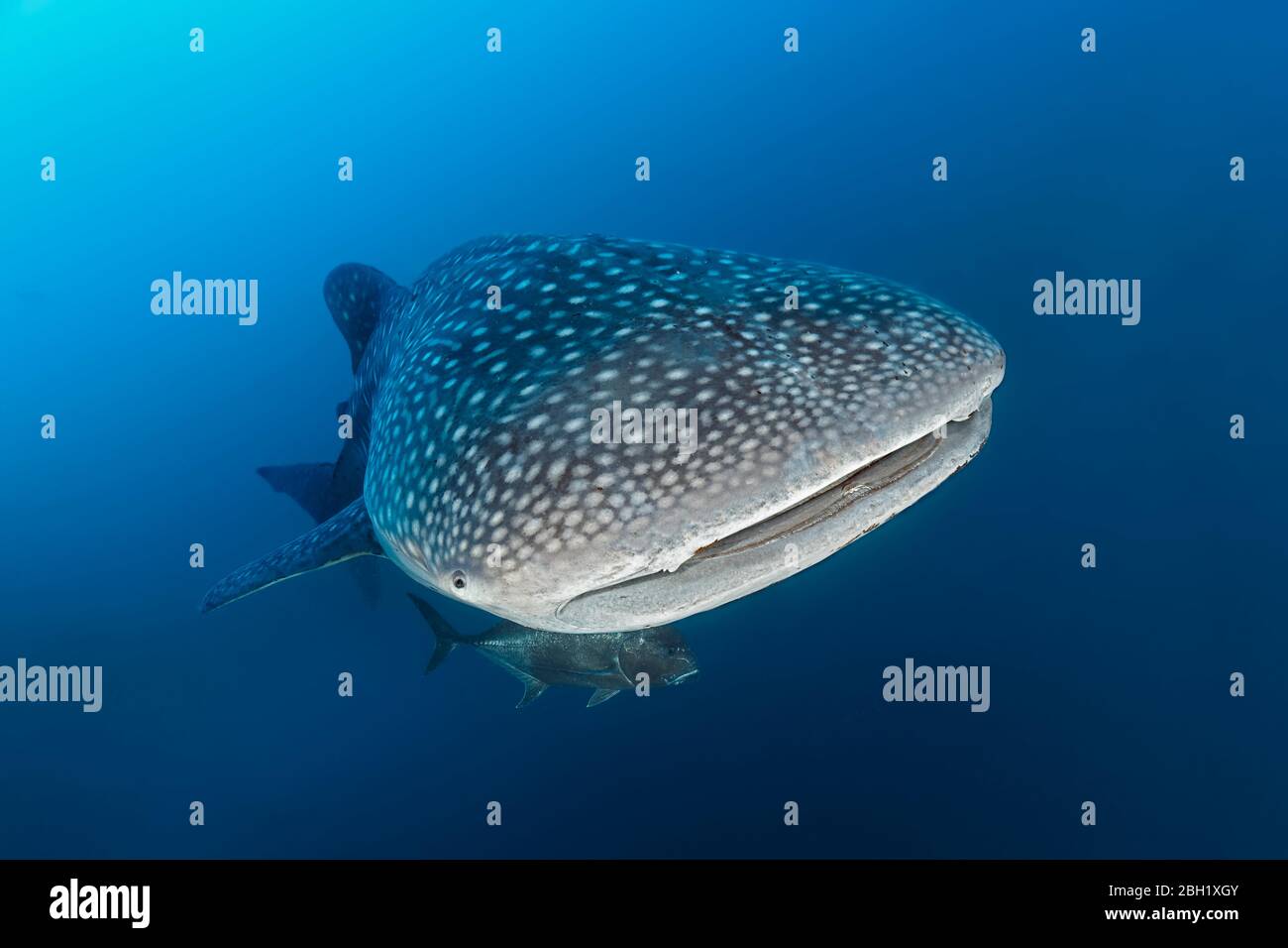 Walhai (Rhincodon typus) im blauen Wasser, Pazifik, Sulu Lake, Tubbataha Reef National Marine Park, Palawan Province, Philippinen Stockfoto