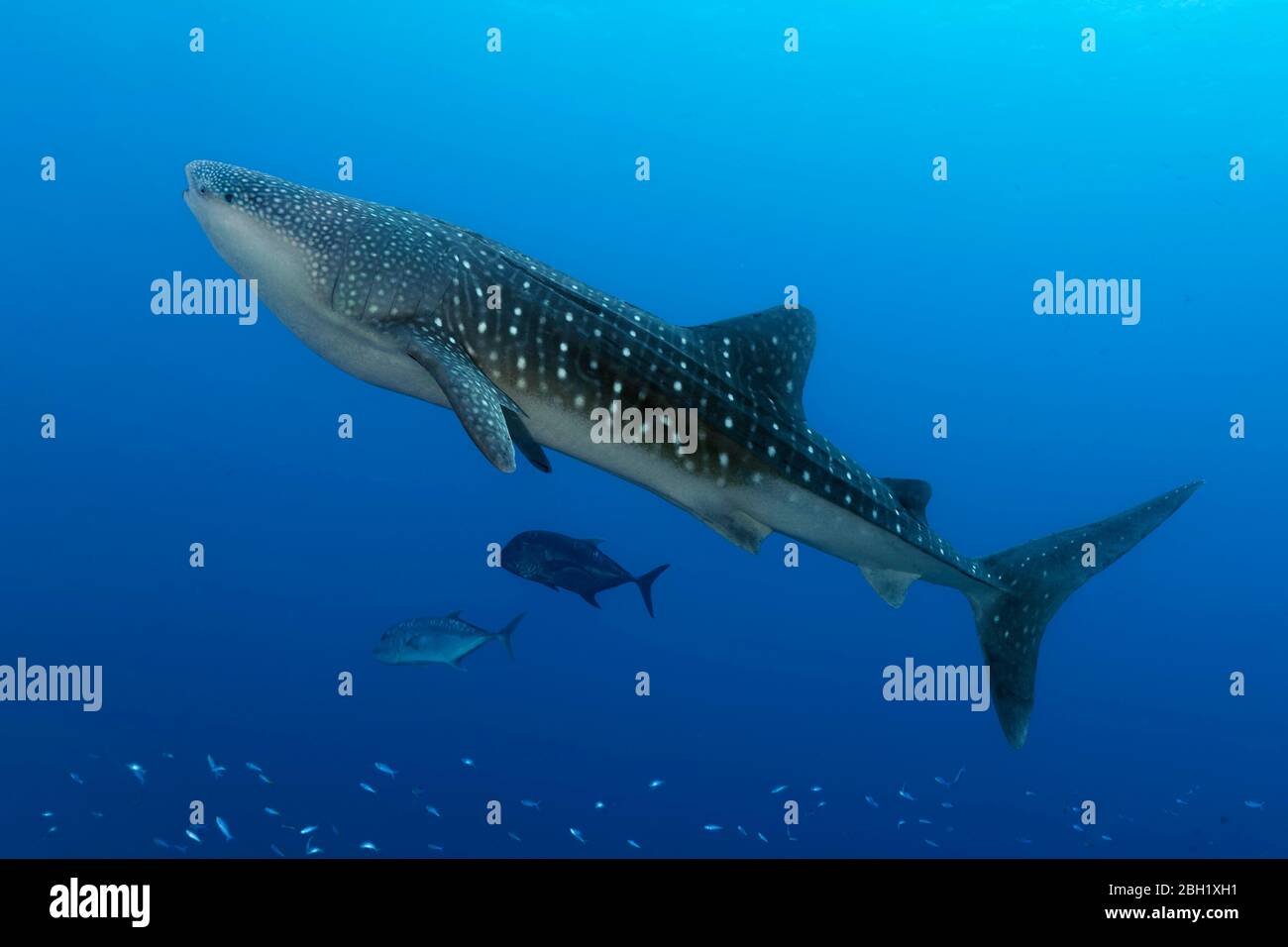 Walhai (Rhincodon typus), im blauen Wasser, riesige Baumkronen (Caranx ignobilis), Pazifischer Ozean, Sulu See, Tubbataha Reef National Marine Park Stockfoto