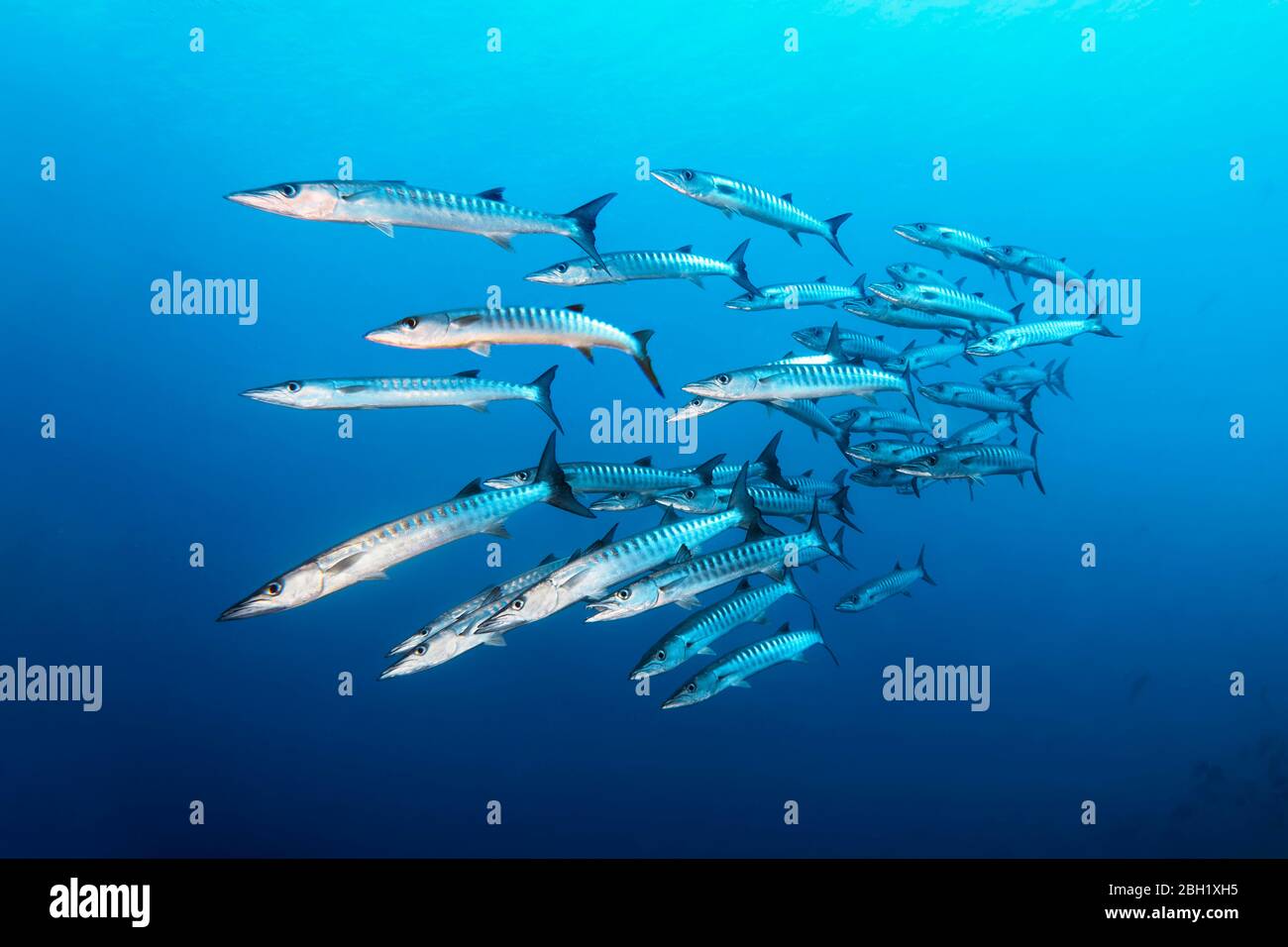 Schwarm von Fischen Blackfin barracuda (Sphyraena qenie), Schwimmen im blauen Wasser, Pazifik, Sulu Lake, Tubbataha Reef National Marine Park, Palawan Stockfoto