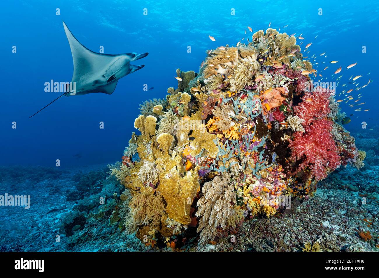 Riff Manta Rochen (Manta alfredi), schwimmen über Korallenriff, Korallenblock, mit Weichkorallen (Alcyonacea), Steinkorallen (Scleractinia) und Schwämme Stockfoto