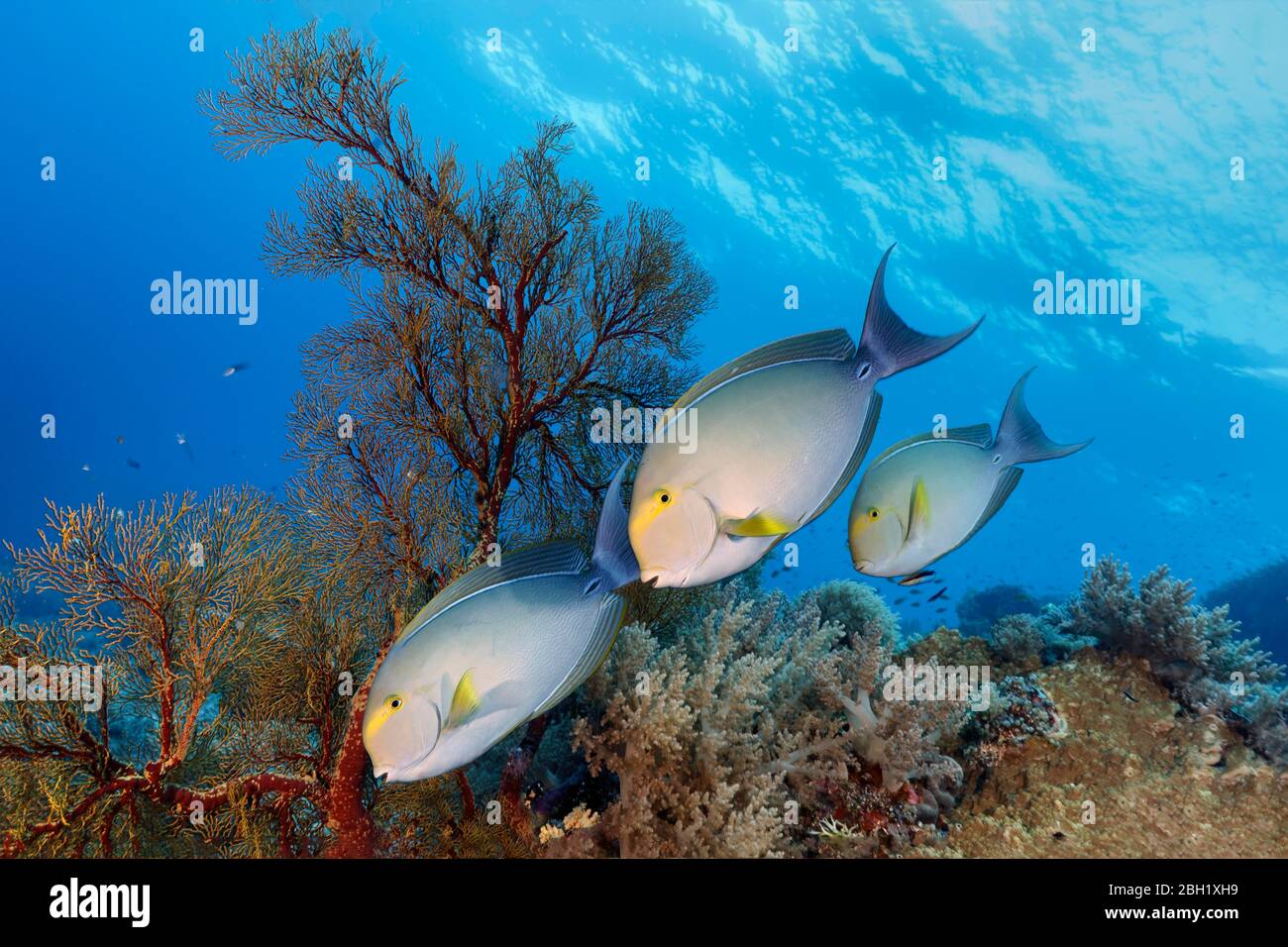 Gelbflossen-Surgeonfish (Acanthurus xanthopterus), drei, Schwimmen über Korallenriff, Pazifik, Sulu Sea, Tubbataha Reef National Marine Park Stockfoto