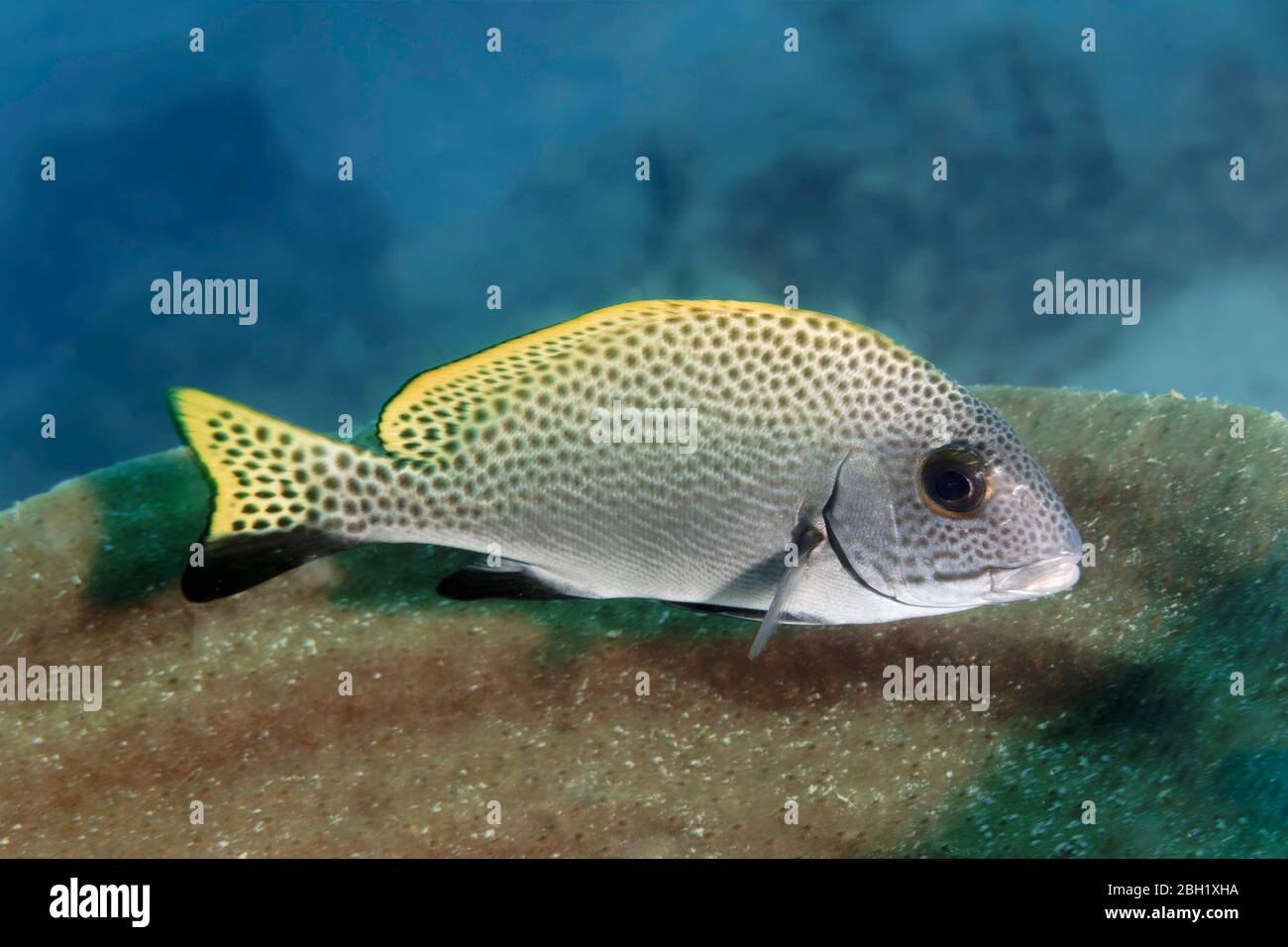 Schwarzfleckige Gummilippe (Plectorhinchus gaterinus), Pazifischer Ozean, Sulu Lake, Tubbataha Reef National Marine Park, Palawan Province, Philippinen Stockfoto
