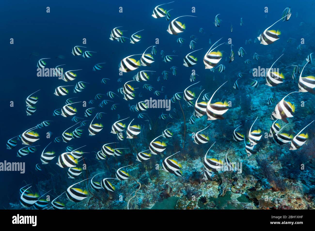 Falsches maurisches Idol (Heniochus diphreutes) schwimmt über Korallenriff, Pazifik, Sulu Sea, Tubbataha Reef National Marine Park, Palawan Province Stockfoto