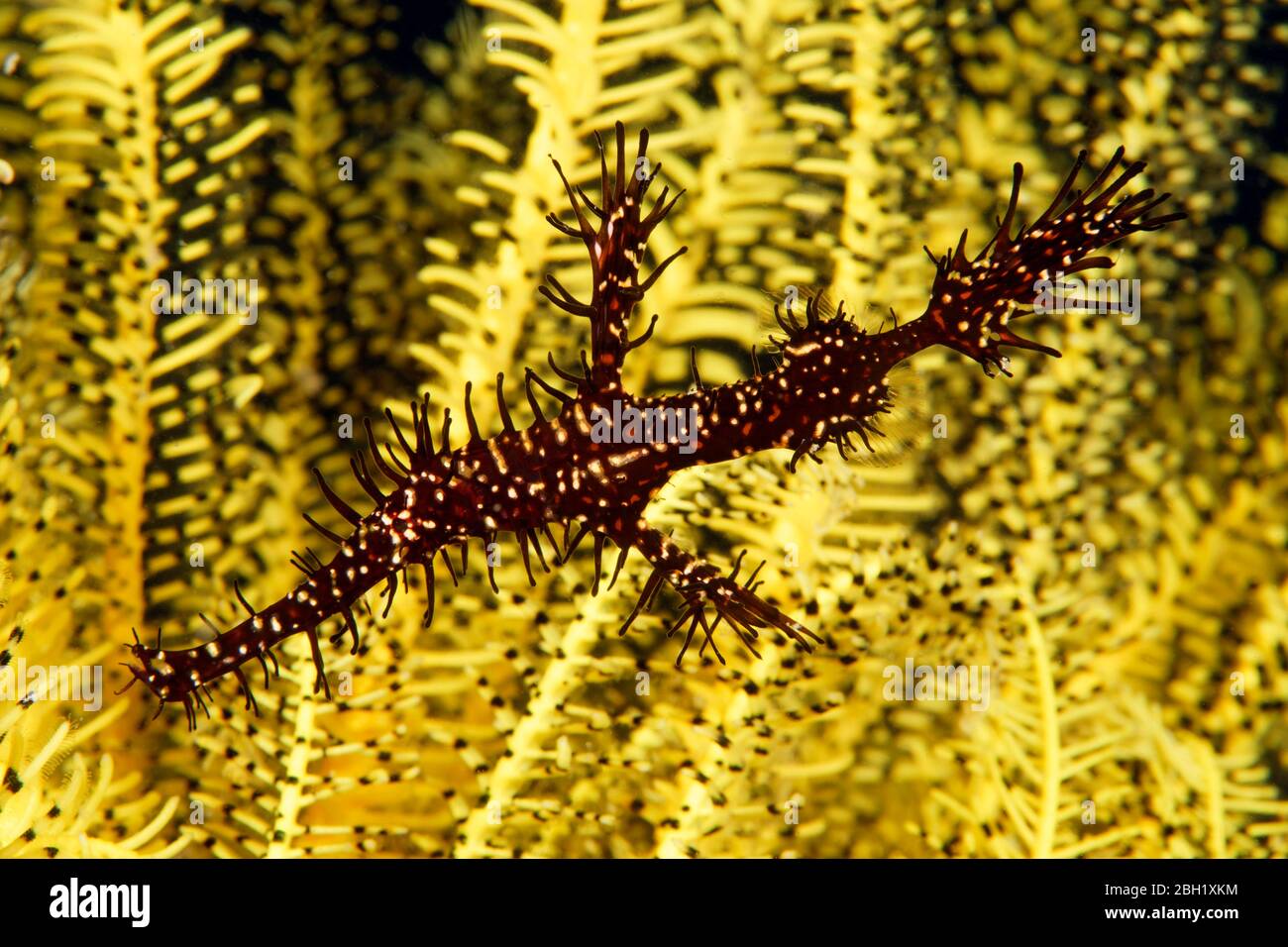 Verzierte Geisterpfeifenfische (Solenostomus paradoxus) in Hair Star, Pazifik, Sulu Lake, Tubbataha Reef National Marine Park, Palawan Province Stockfoto