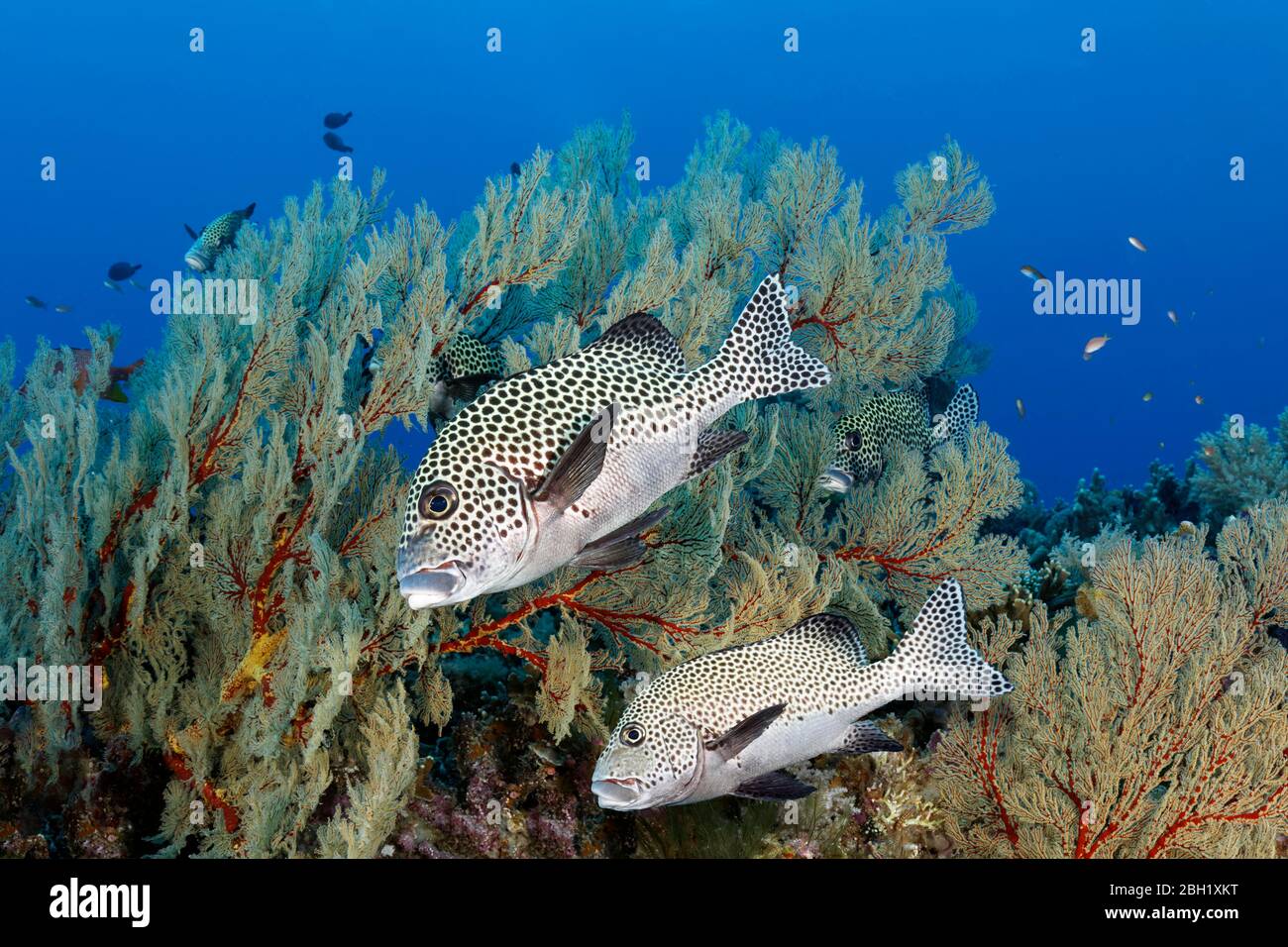 Schwarzfleckige Gummilippe (Plectorhinchus gaterinus), zwei, vor Melitaea Gorgonie (Melithaea sp.), Pazifischer Ozean, Sulu Lake, Tubbataha Reef National Stockfoto