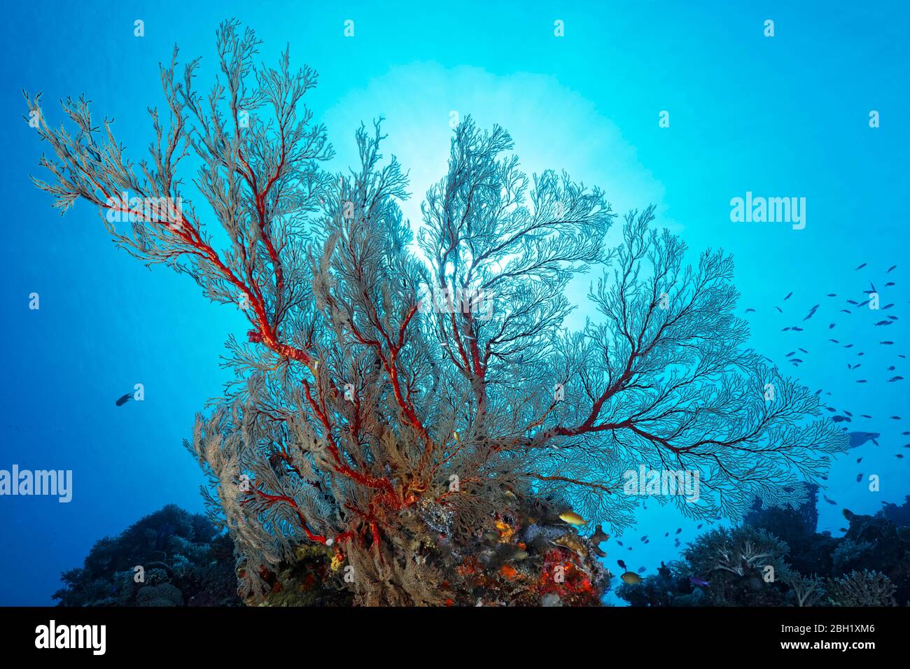 Riffabsetzung mit großen Melithaea Gorgonien (Melithaea sp.), Hinterleuchtung, Pazifik, Sulu Lake, Tubbataha Reef National Marine Park, Palawan Province Stockfoto