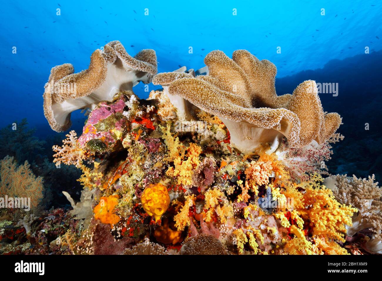 Lederkoralle (Sargophyton sp.) auf kleinen Korallenblöcken mit verschiedenen Korallen (Anthozoa) und Schwamm (Porifera), Pazifik, Sulu Lake, Tubbataha Reef Stockfoto