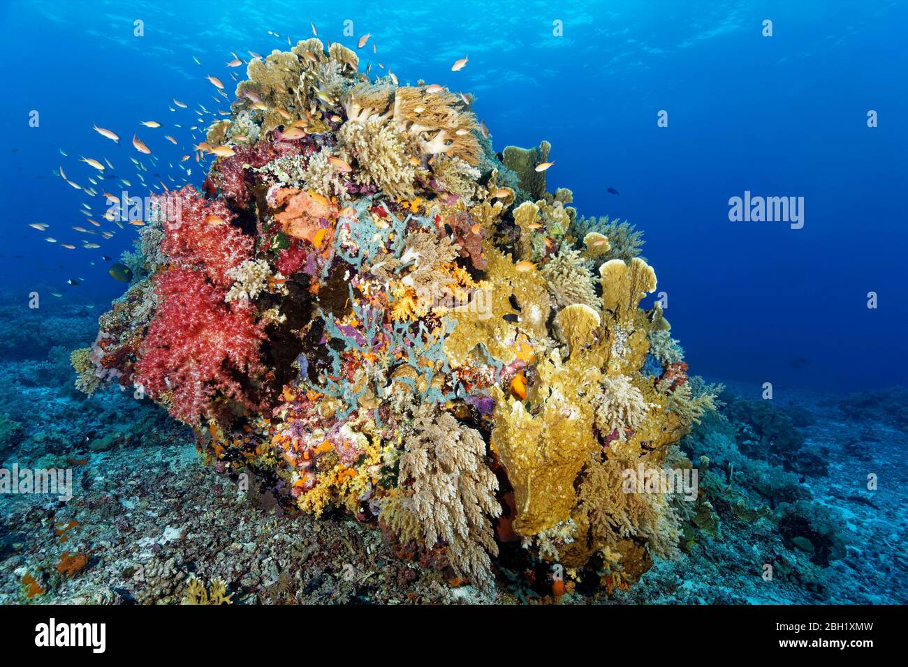 Großer Korallenblock auf Riffoberseite dicht bedeckt mit Weichkorallen (Octocorallia), Hartkorallen (Hexacorallia) und Schwamm (Porifera), Pazifik, Sulu Meer Stockfoto