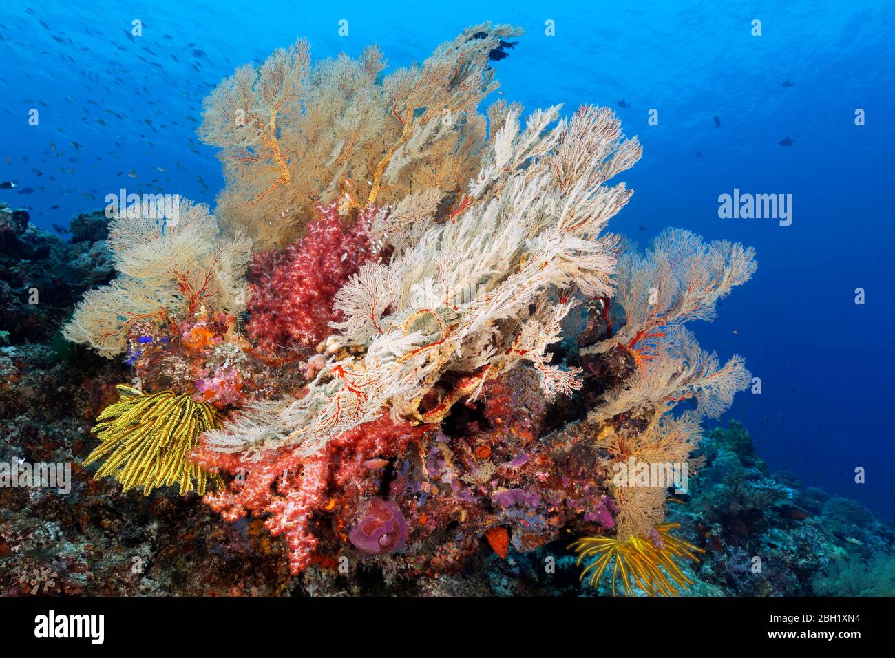 Korallenblock, groß, Melithaea Gorgonien (Melithaea sp.), Klunzinger's Soft Coral (Dendronephthya klunzingeri), Hair Star gelb (Oxycomanthus Stockfoto