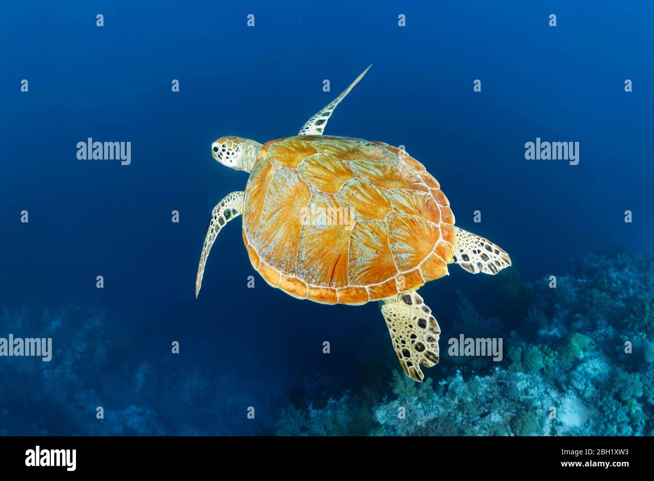 Grüne Meeresschildkröte (Chelonie mydas), die im blauen Wasser hoch über dem Korallenriff, dem Pazifischen Ozean, dem Sulu See, dem Tubbataha Reef National Marine Park schwimmt Stockfoto