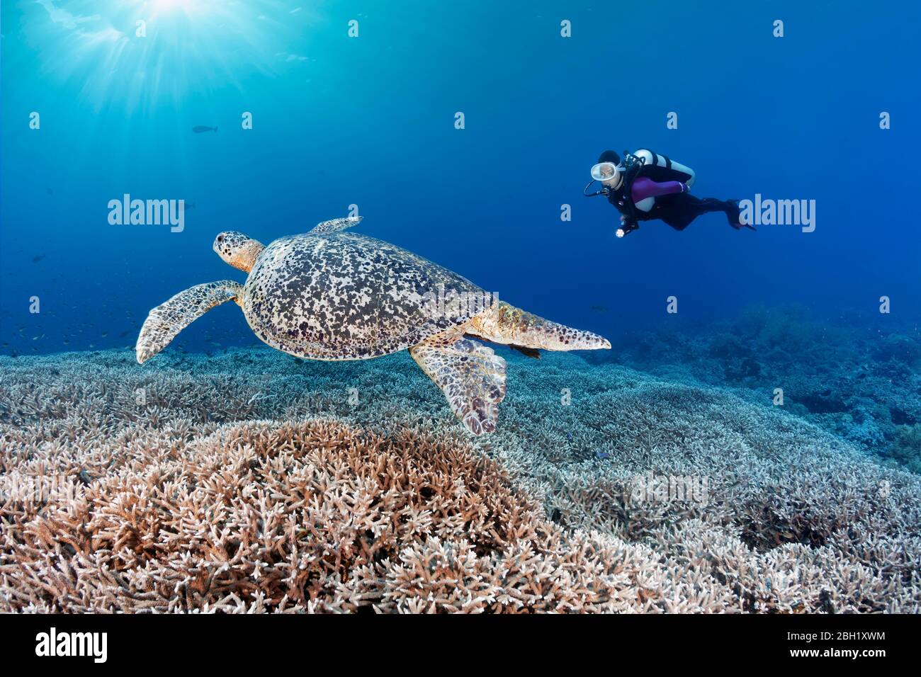 Der Taucher beobachtet Grüne Schildkröte (Chelonia mydas) auf dem Riff, Acropora Steinkoralle (Acropora spinosa) Pazifik, Sulu See, Tubbataha Reef National Marine Stockfoto