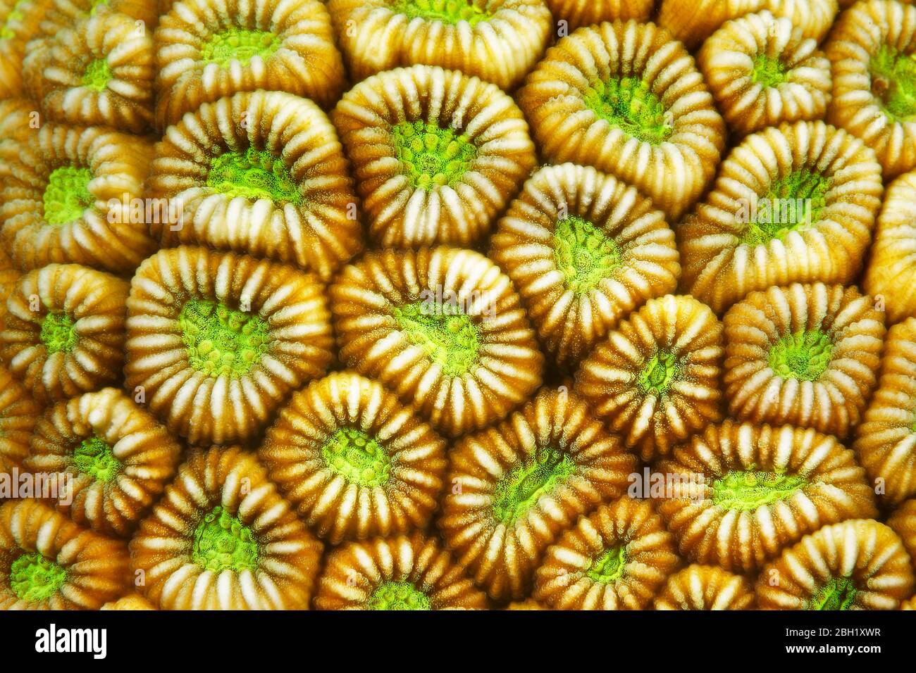 Detail, Korallen (Faviidae) Polypen eingerückt, Pazifischer Ozean, Sulu Lake, Tubbataha Reef National Marine Park, Palawan Province, Philippinen Stockfoto