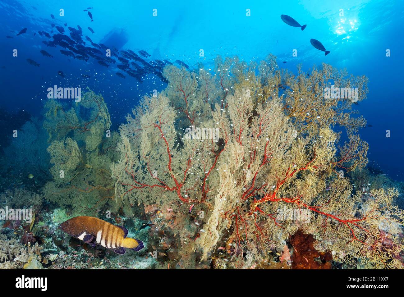 Korallenriff mit großen Mellthaea Gorgonien (Melithaea sp.), Pfauenbarsch (Cephalopholus argus), Gegenlicht, Pazifik, Sulu See, Tubbataha Riff Stockfoto