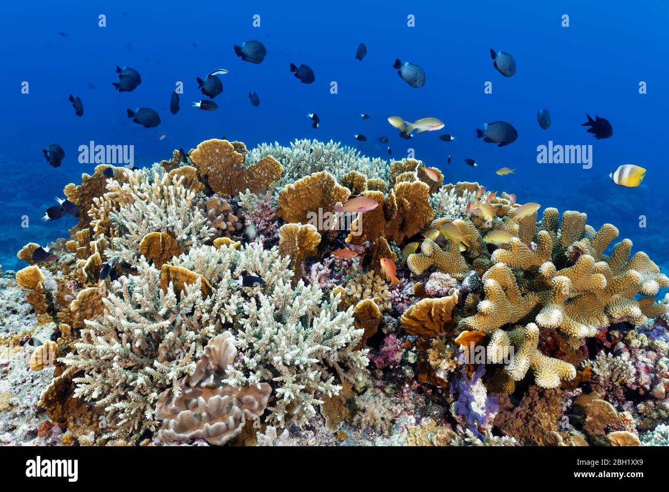 Korallenriff mit verschiedenen Hartkorallen (Hexacorallia), Schwarm von Rifffischen (Dascyllus sp.), Pazifik, Sulu Sea, Tubbataha Reef National Marine Park Stockfoto