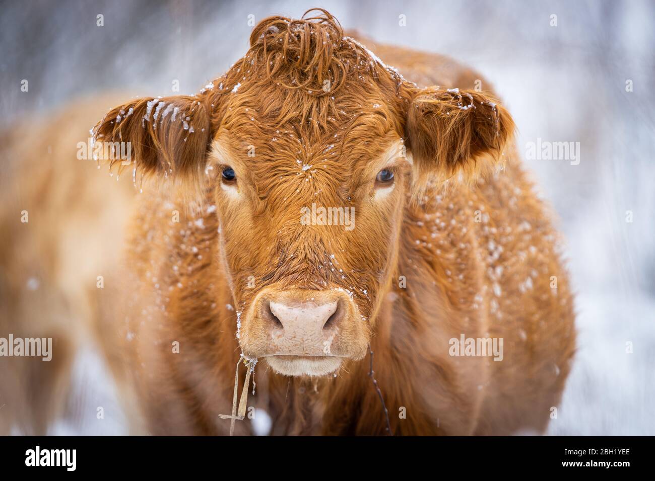 Rinder weiden im Schnee. Stockfoto