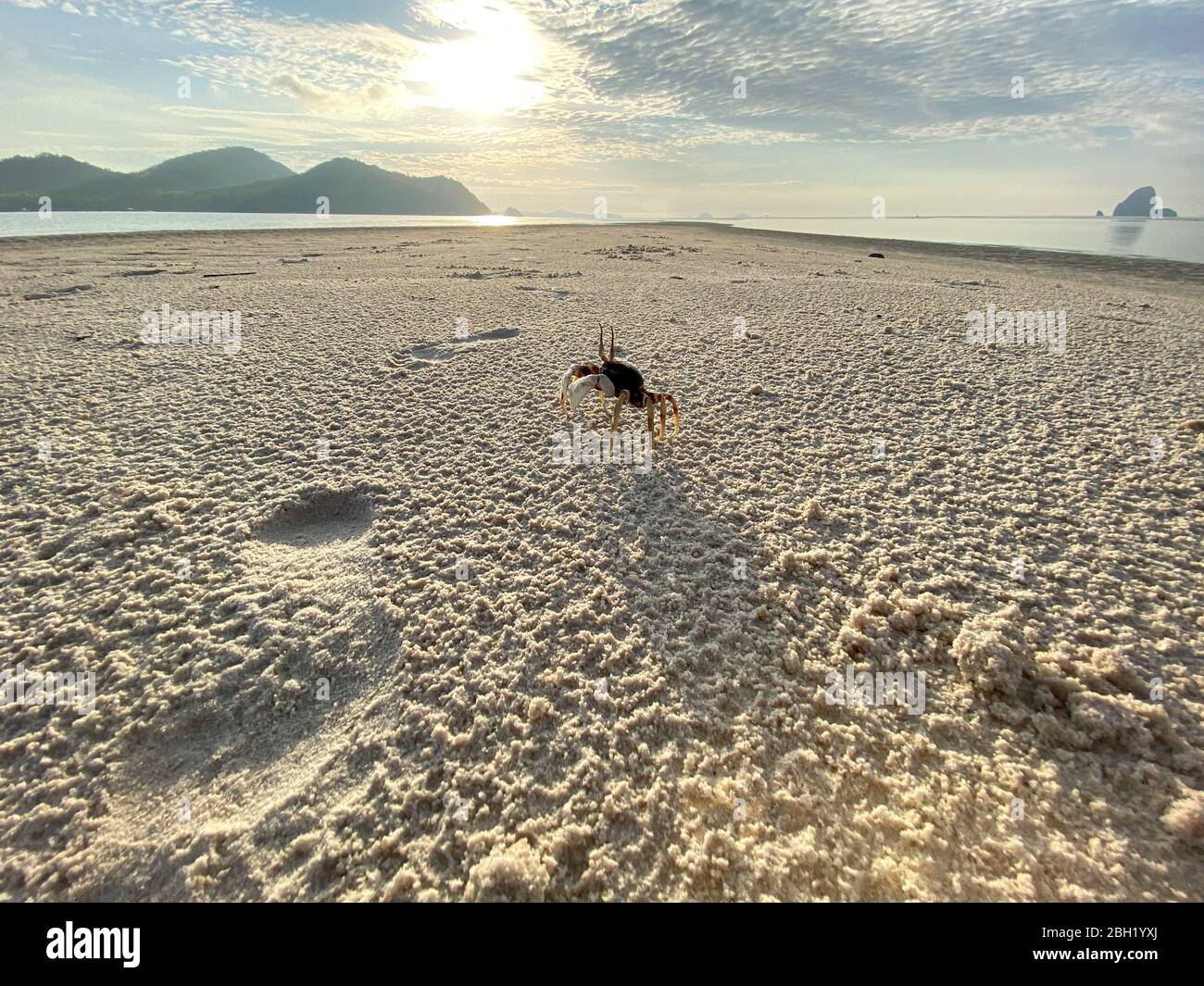 Lustige Krabbe am Strand, Ko Yao Yai, Thailand Stockfoto