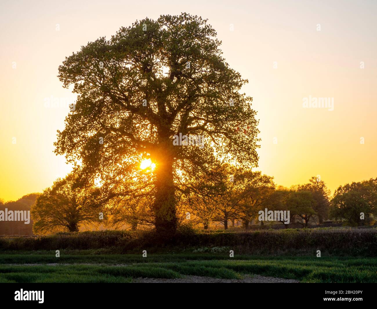 Reife Eiche im goldenen Abendlicht im Frühling.Helle neue Blätter werden hinterleuchtet, wenn die Sonne entlang einer Linie von Bäumen in einer Hecke von Feldern fällt. Stockfoto
