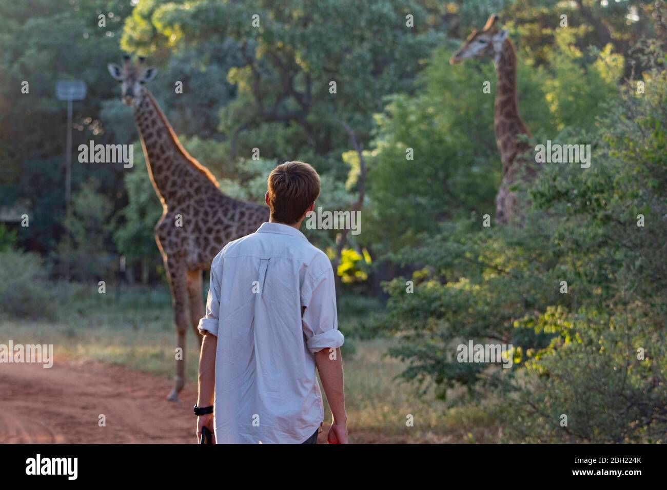 Männliche Touristen auf der Suche nach Giraffen auf einem Naturschutzgebiet. Stockfoto