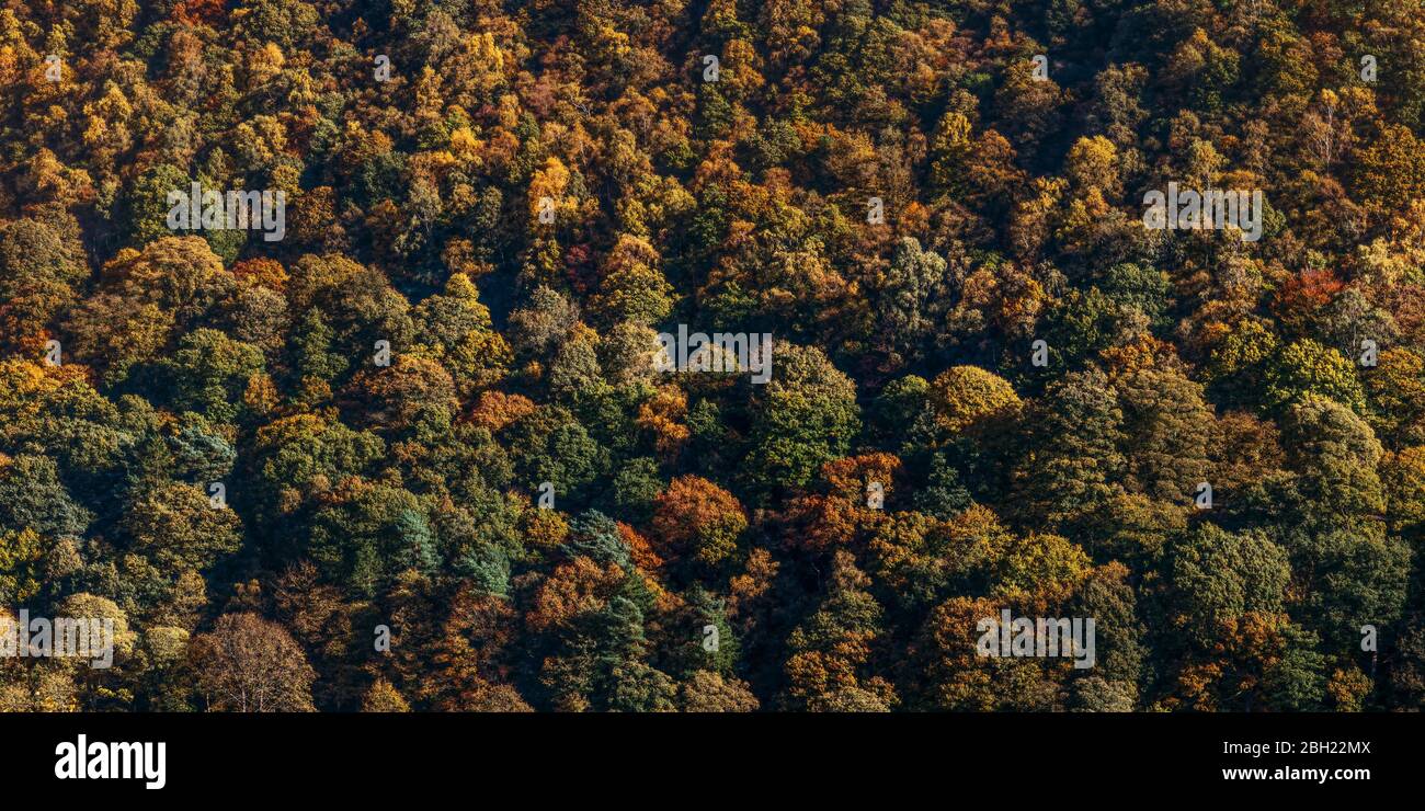 Herbst - Hebden Bridge , West Yorkshire - Frühlingsholz in Hebden Dale in Herbstfarbe Stockfoto