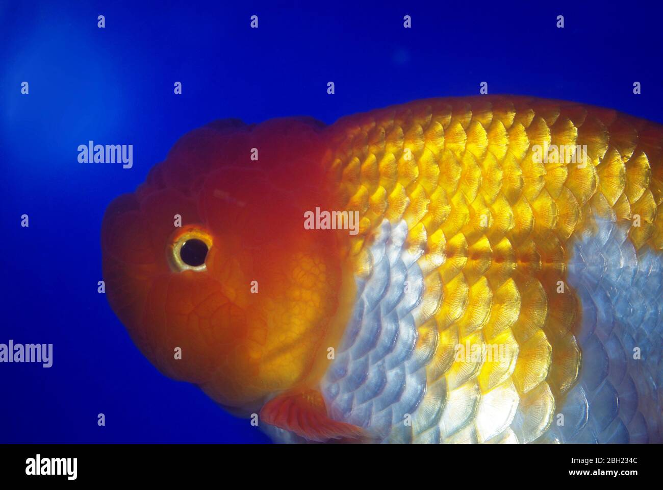 Lionhead goldfish carassius auratus Fotos und Bildmaterial in hoher