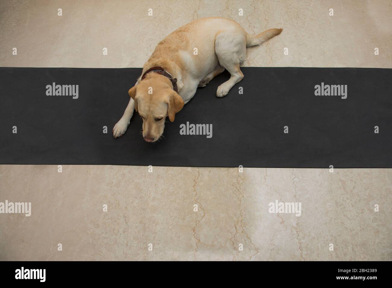 Niedlicher Hund, der sich zu Hause auf den Boden legt. Stockfoto