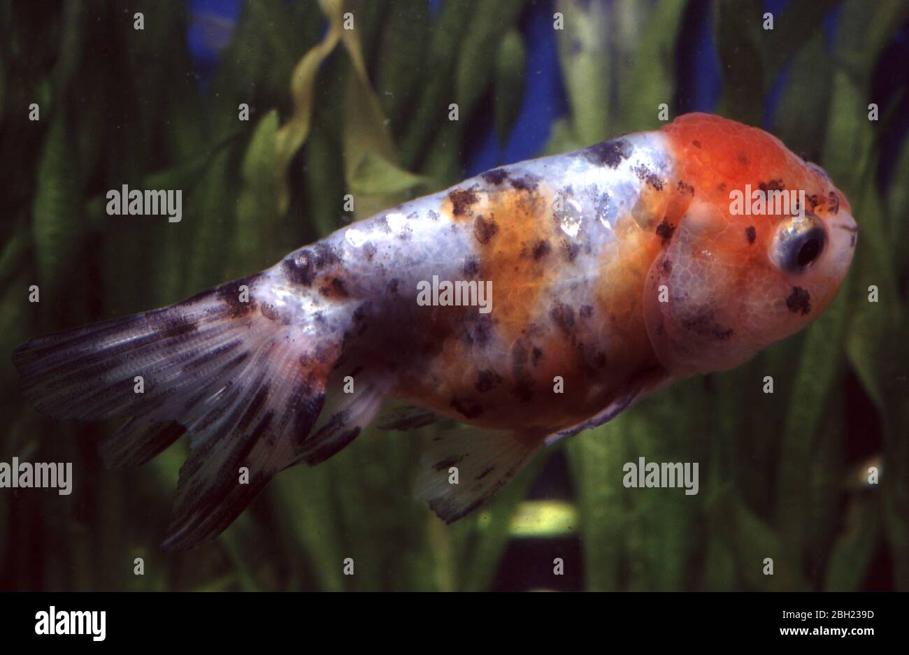 Löwenkopf goldfisch Fotos und Bildmaterial in hoher Auflösung Alamy